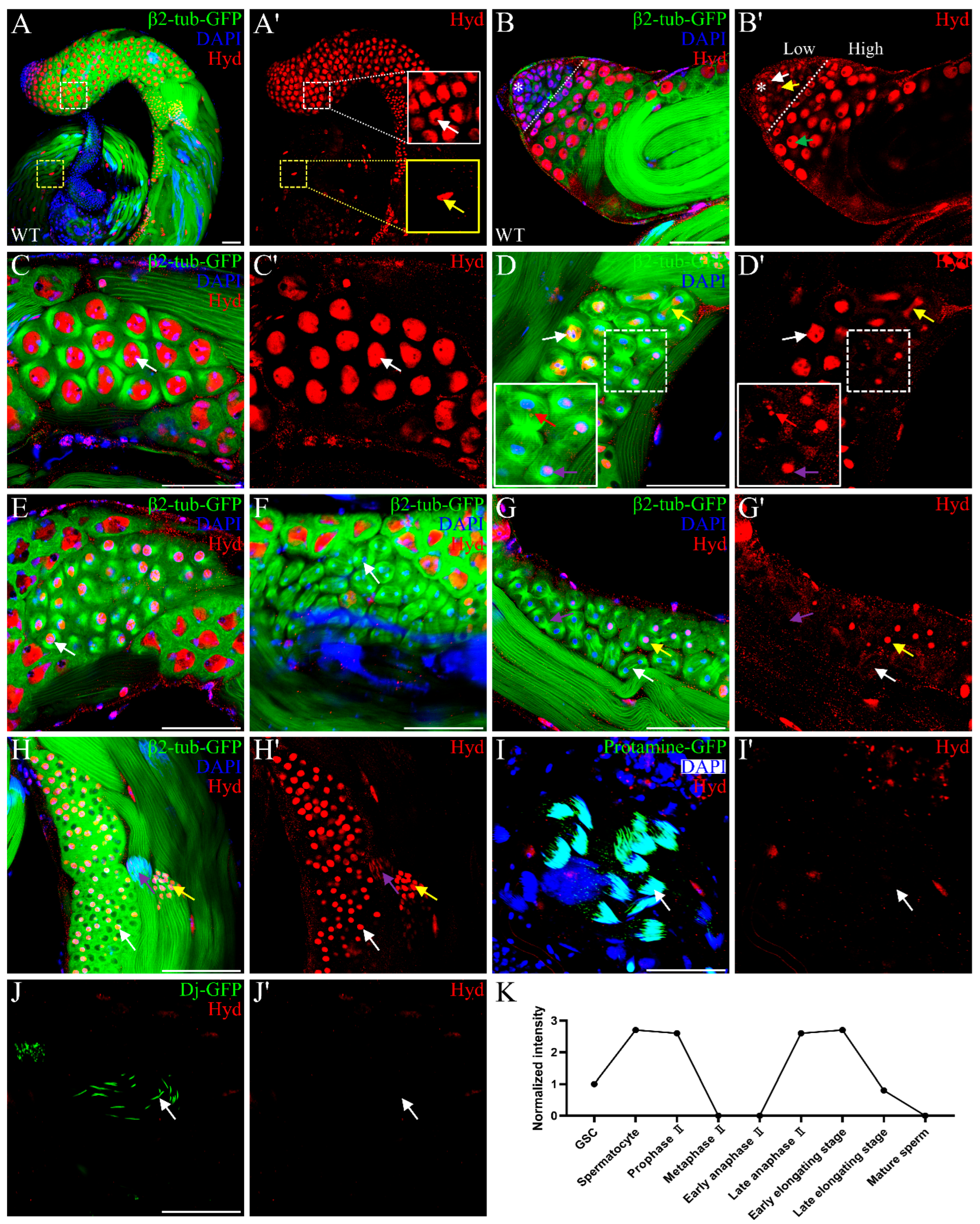 Genes 16 01245 g001 Genes 16 01245 g001