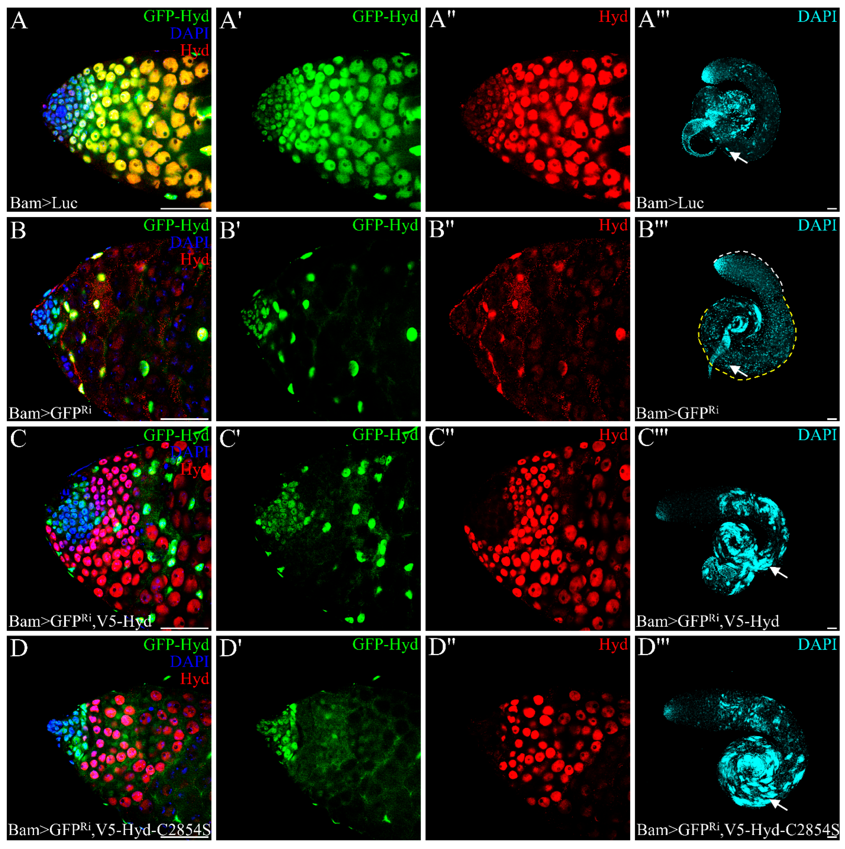 Genes 16 01245 g003 Genes 16 01245 g003