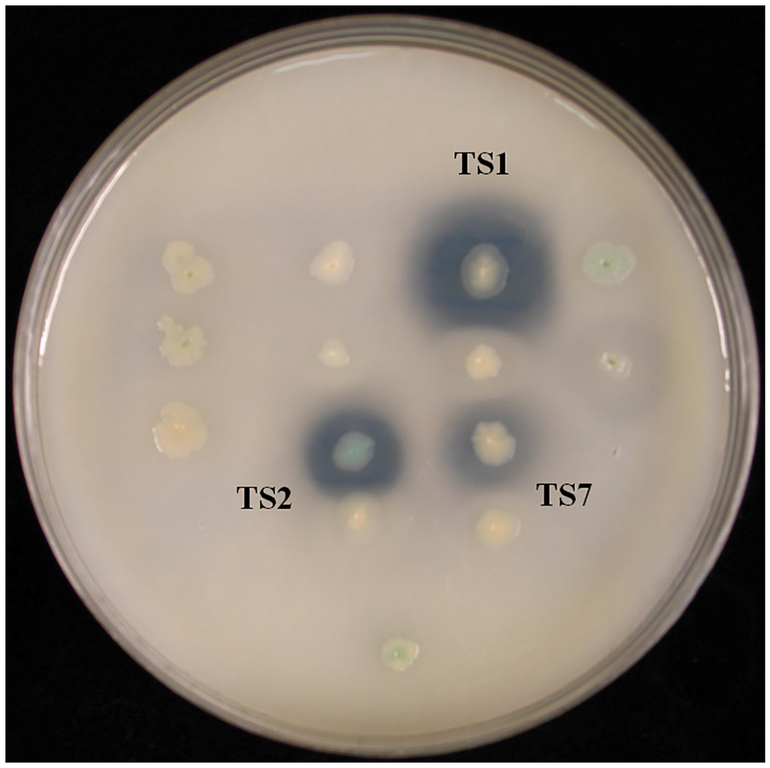 Genes 16 01330 g002
