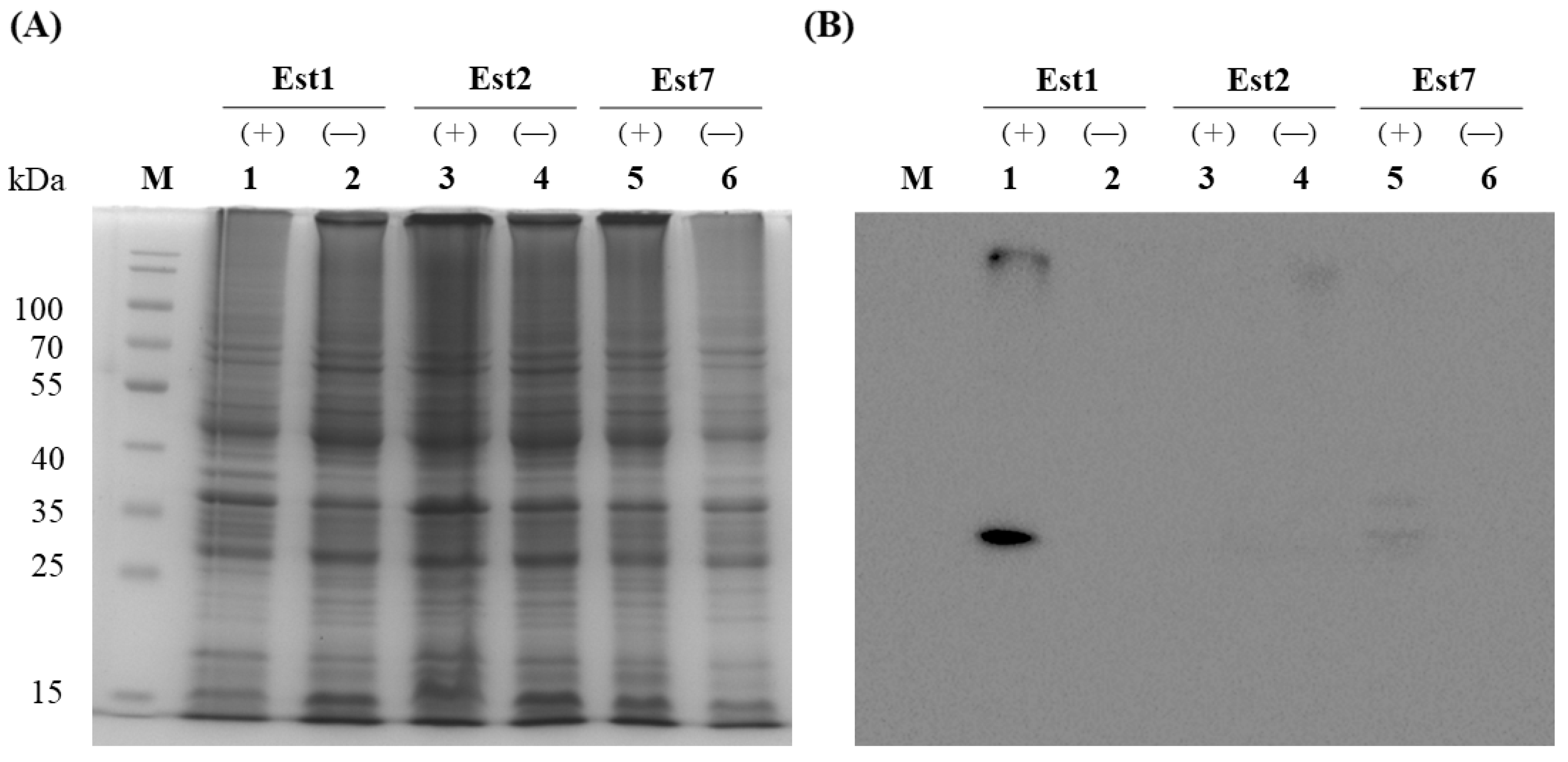 Genes 16 01330 g004