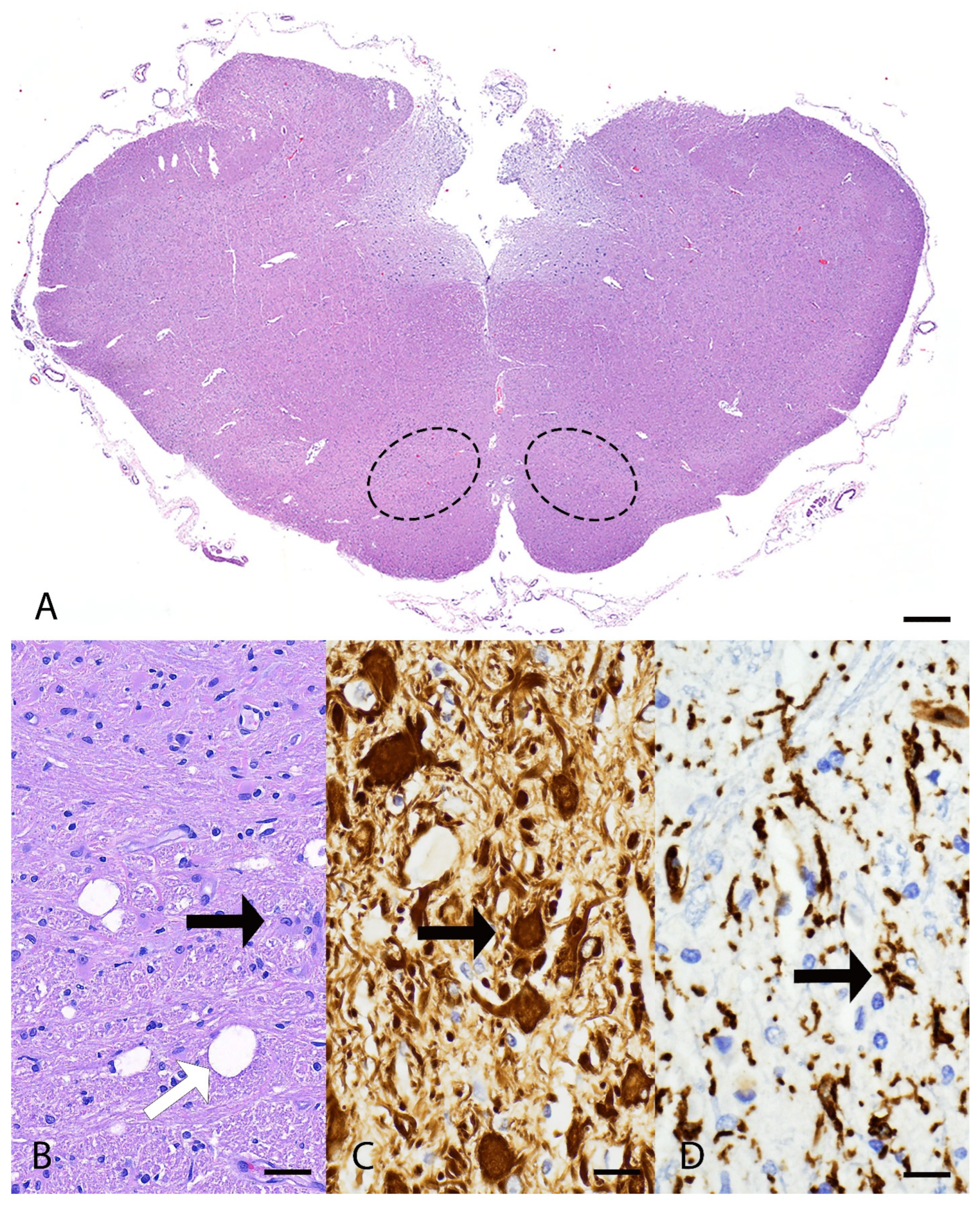 Genes 16 01359 g002 Genes 16 01359 g002