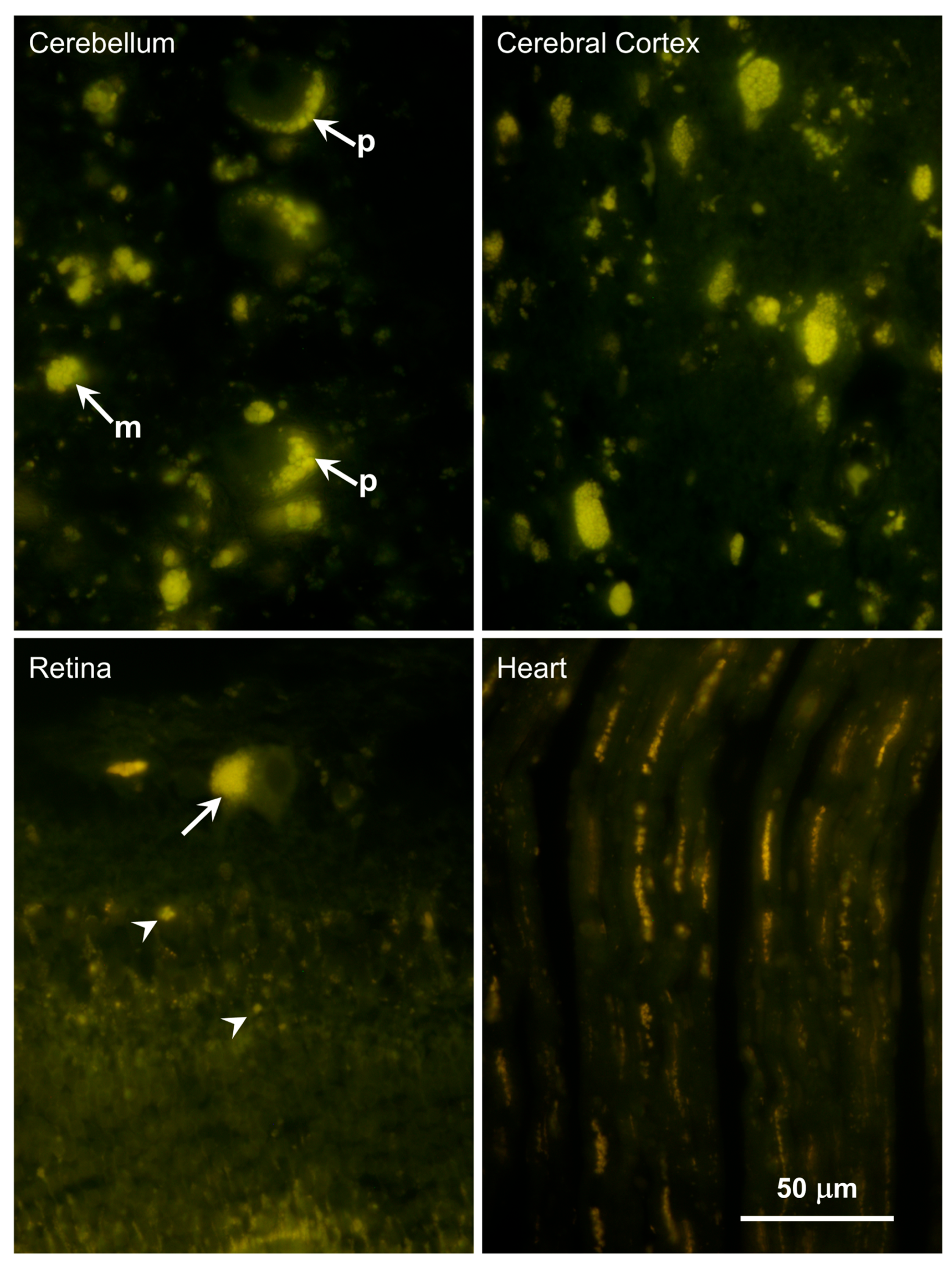 Genes 16 01370 g006 Genes 16 01370 g006