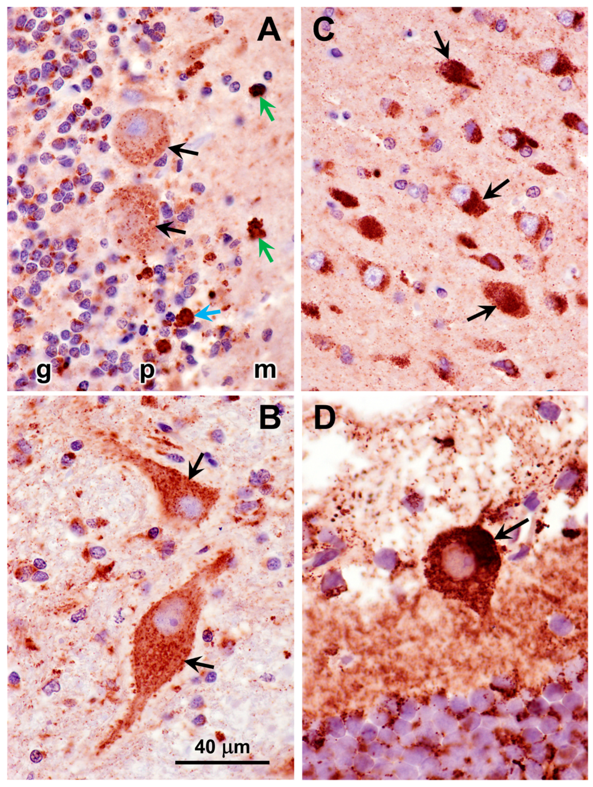 Genes 16 01370 g007 Genes 16 01370 g007