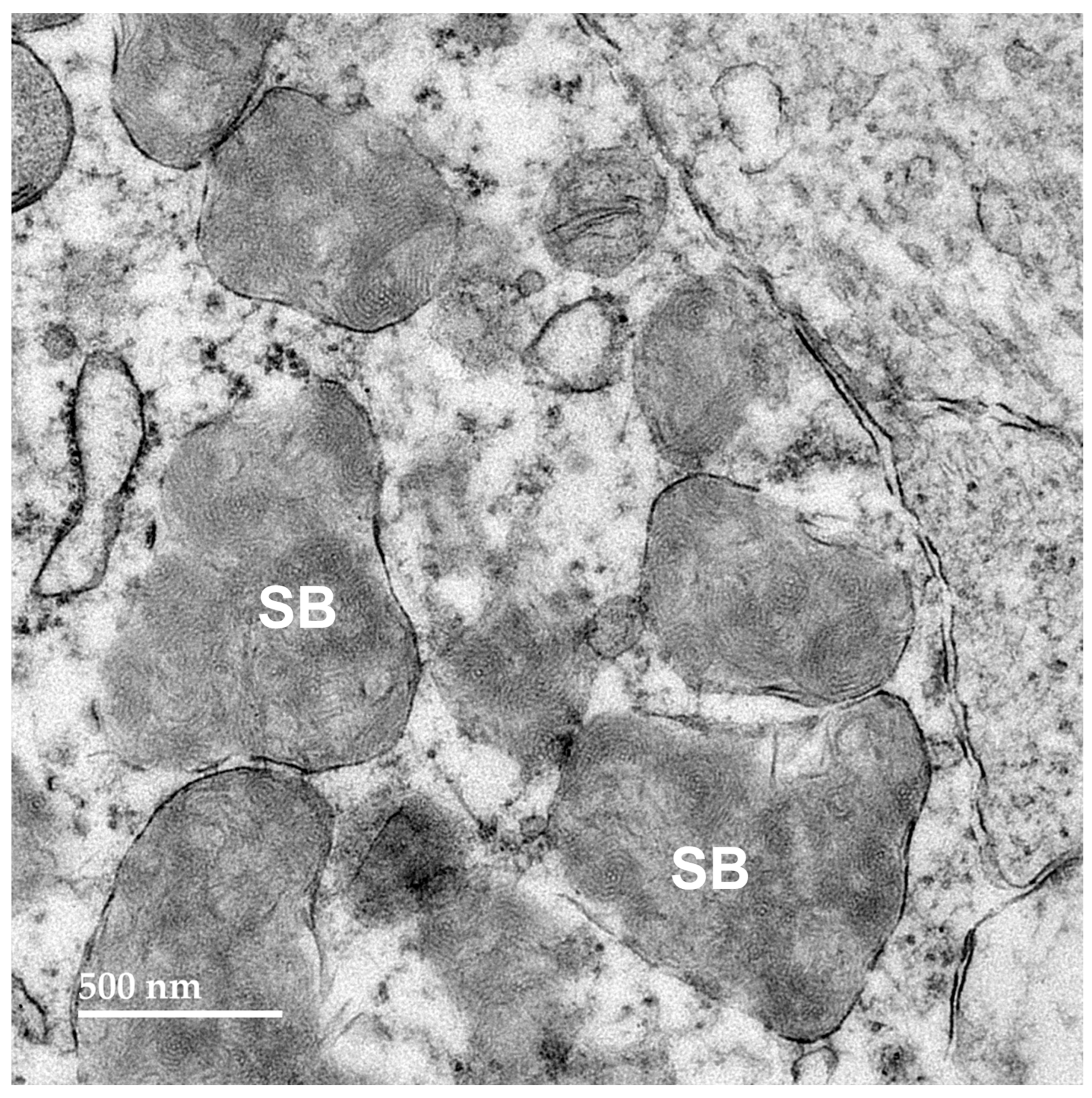 Genes 16 01370 g012 Genes 16 01370 g012