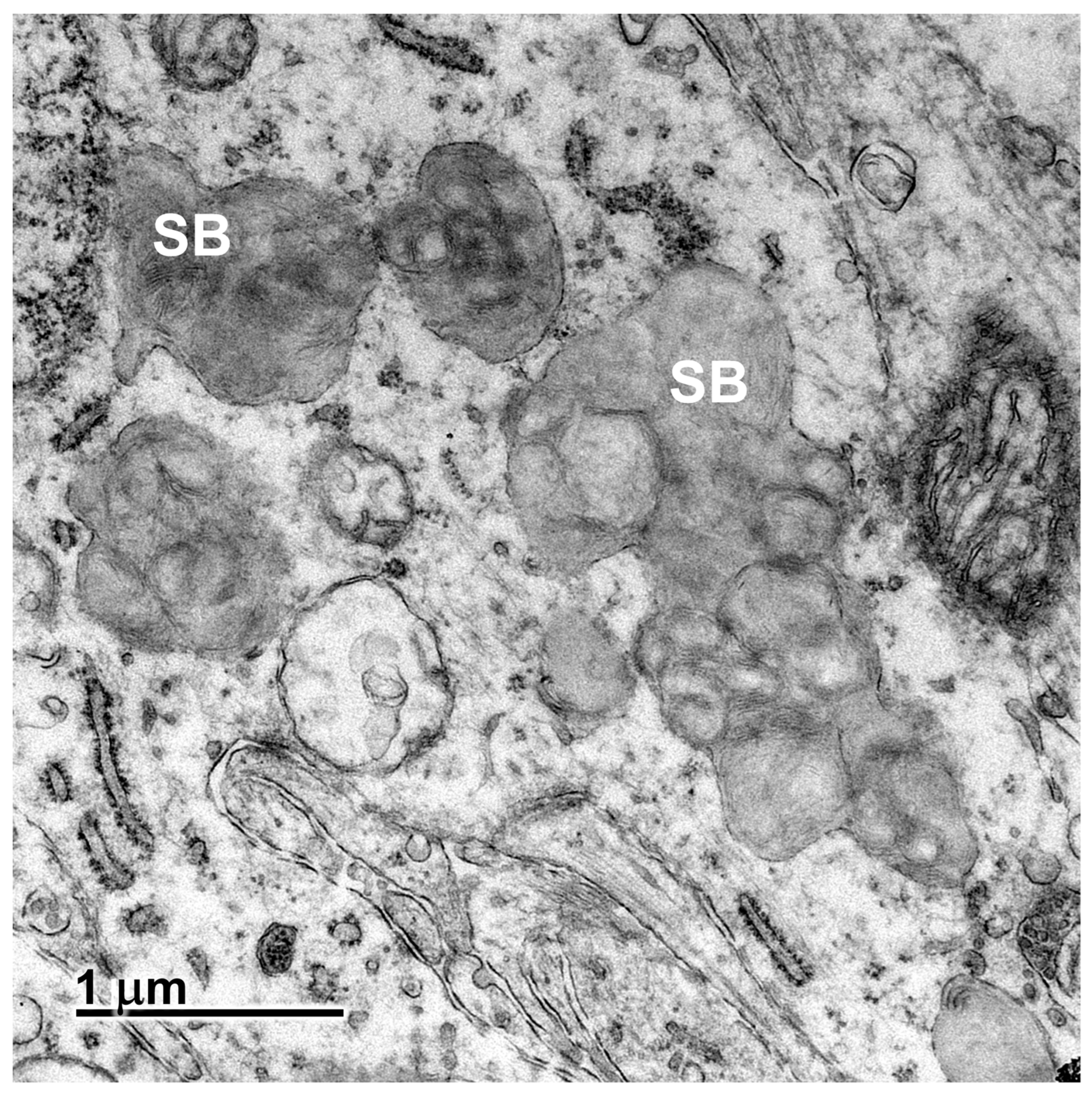 Genes 16 01370 g013 Genes 16 01370 g013