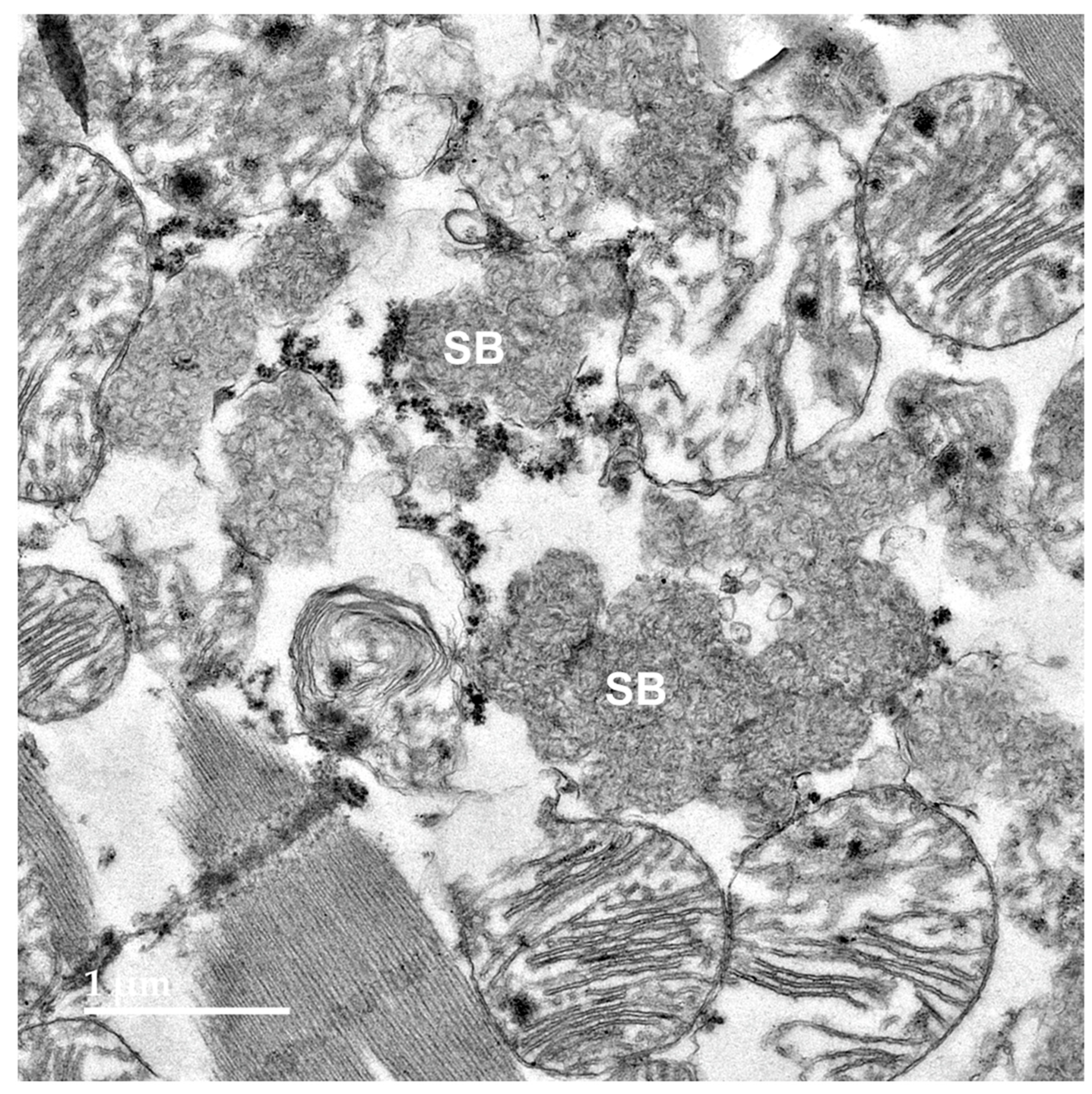 Genes 16 01370 g014 Genes 16 01370 g014