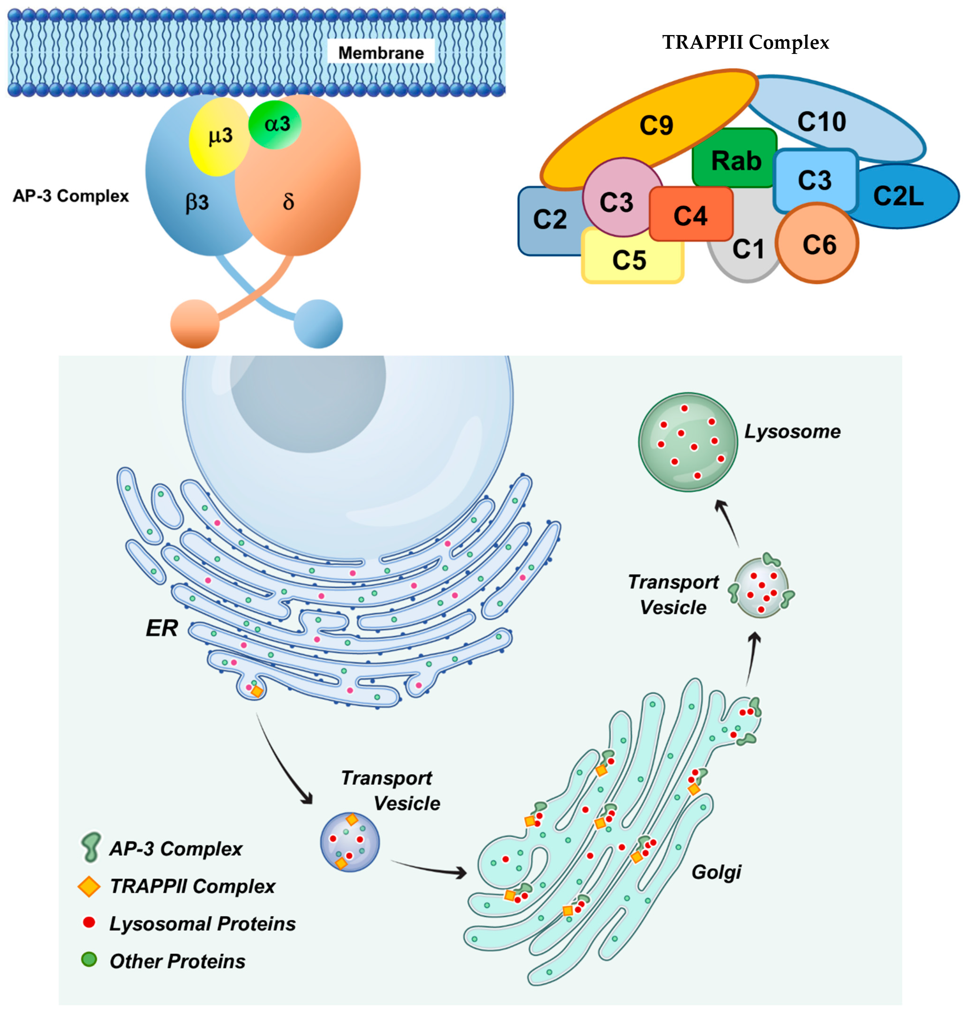 Genes 16 01370 g021 Genes 16 01370 g021