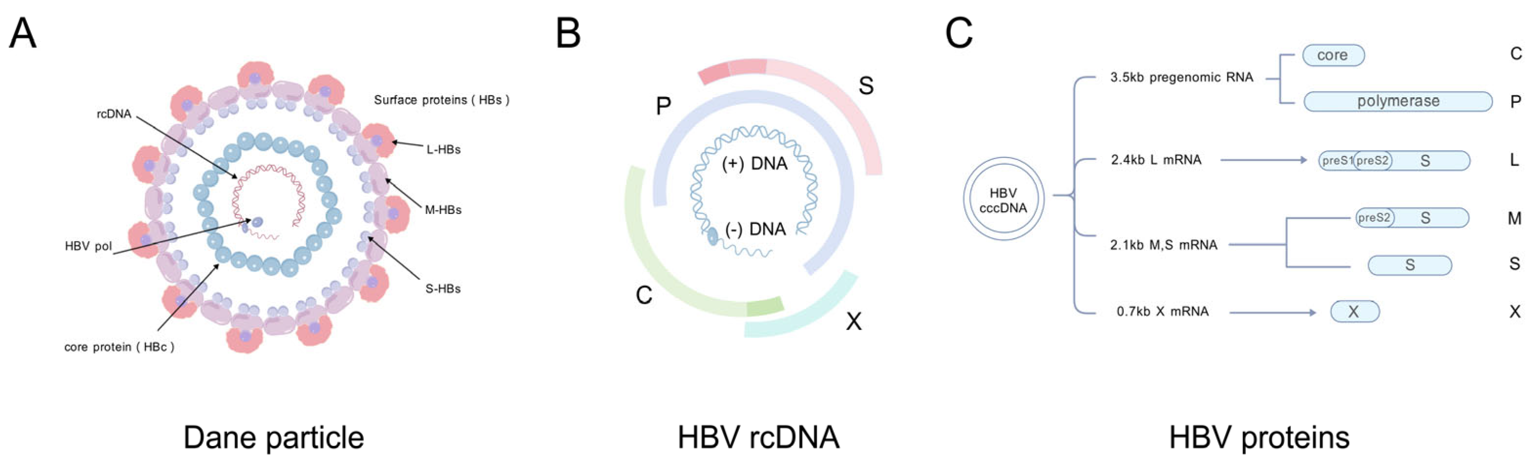 Genes 16 01397 g001 Genes 16 01397 g001