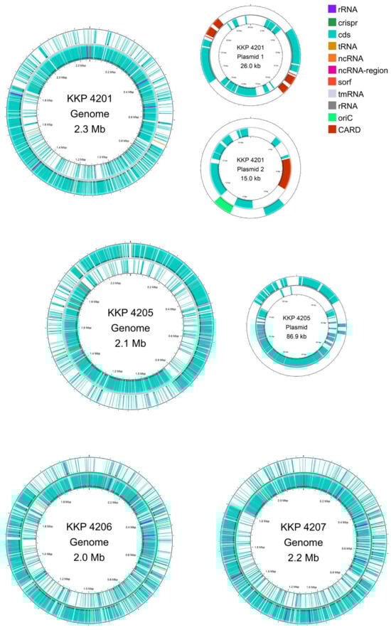 Genomic maps of the chromosome and plasmids of L. reuteri KKP 4201, L. petauri KKP 4205, L. oris KKP 4206, and L. agilis KKP 4207 constructed. Maps were generated using Proksee.