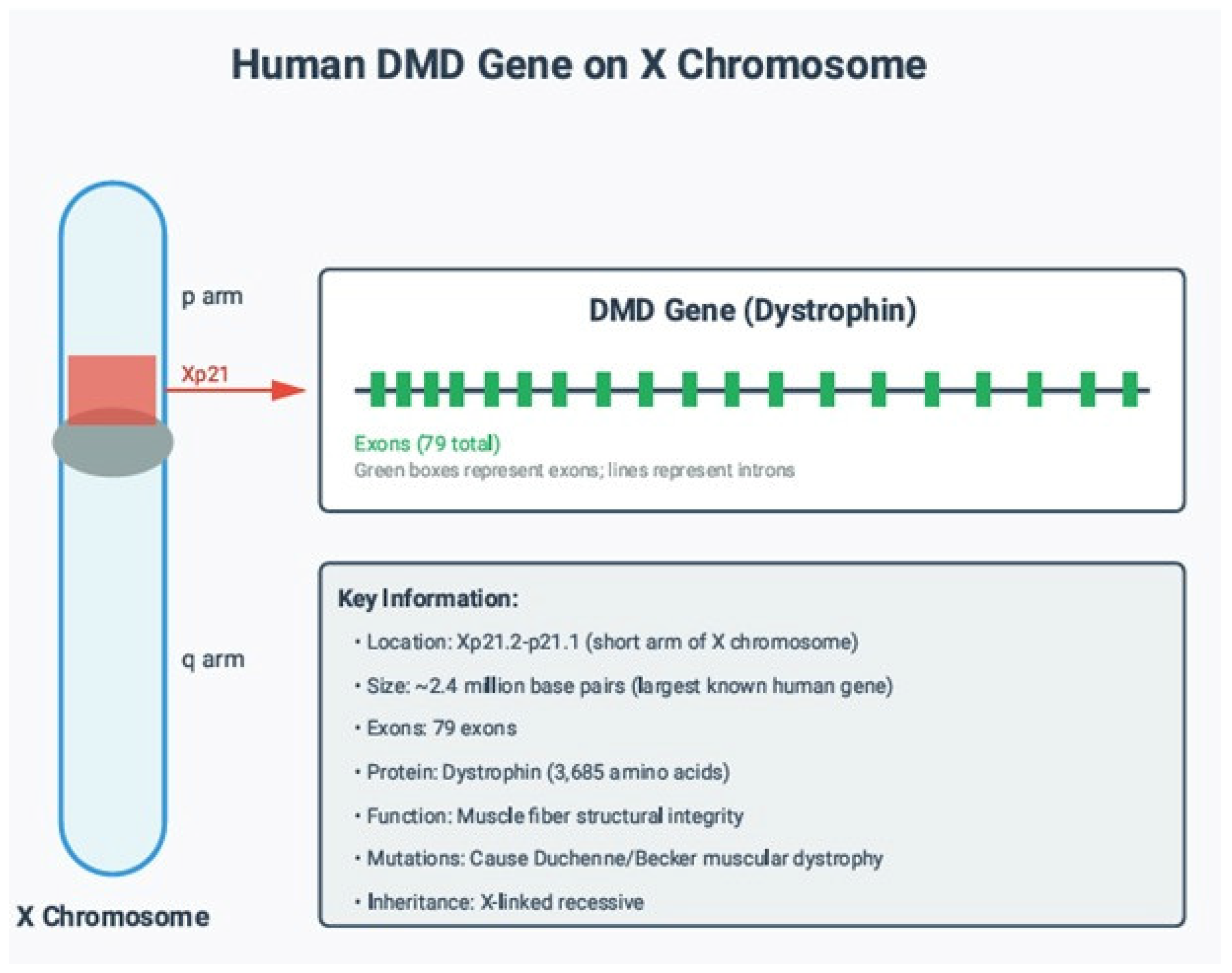 Genes 17 00020 g001 Genes 17 00020 g001