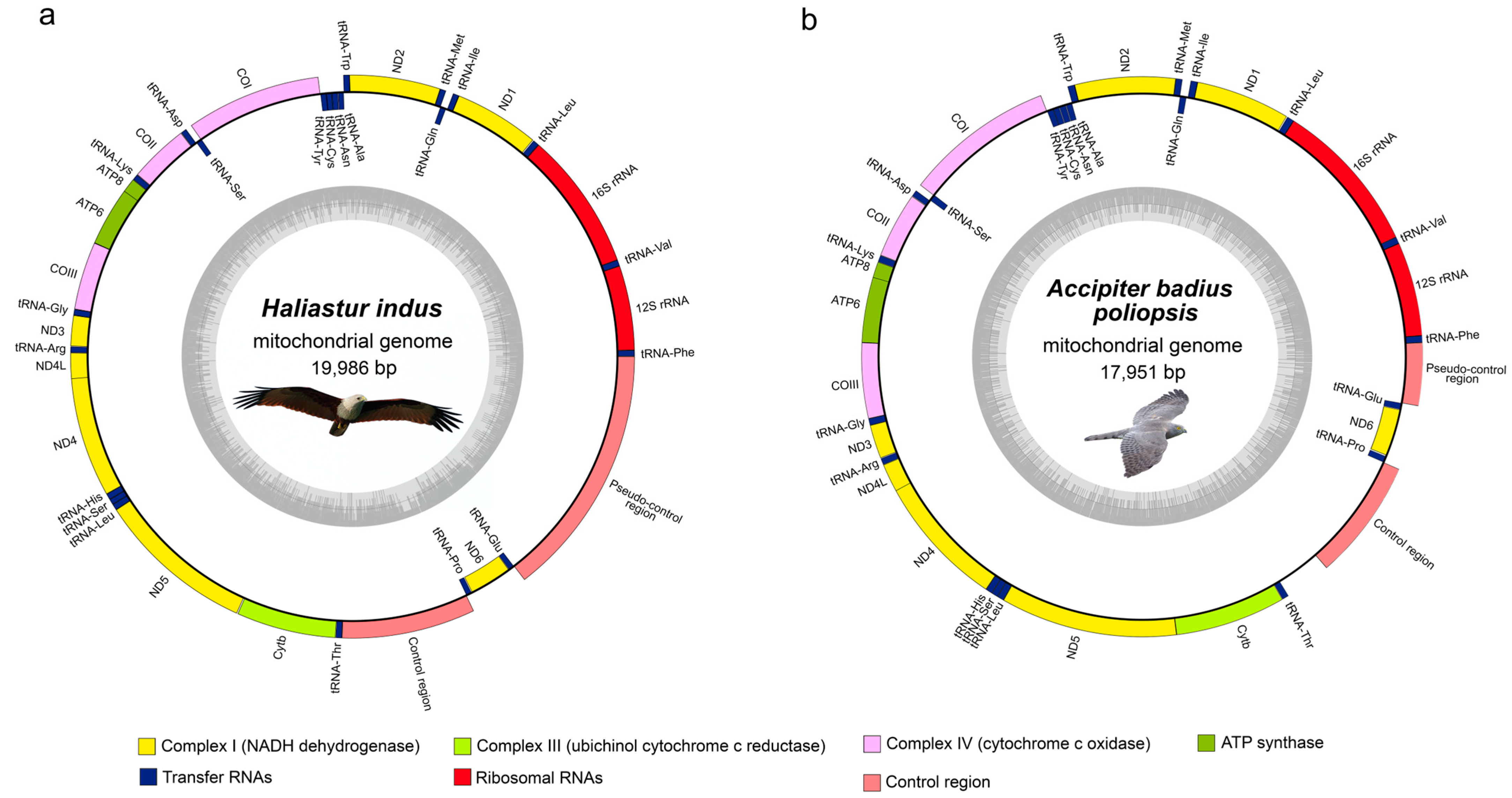 Genes 17 00085 g001 Genes 17 00085 g001