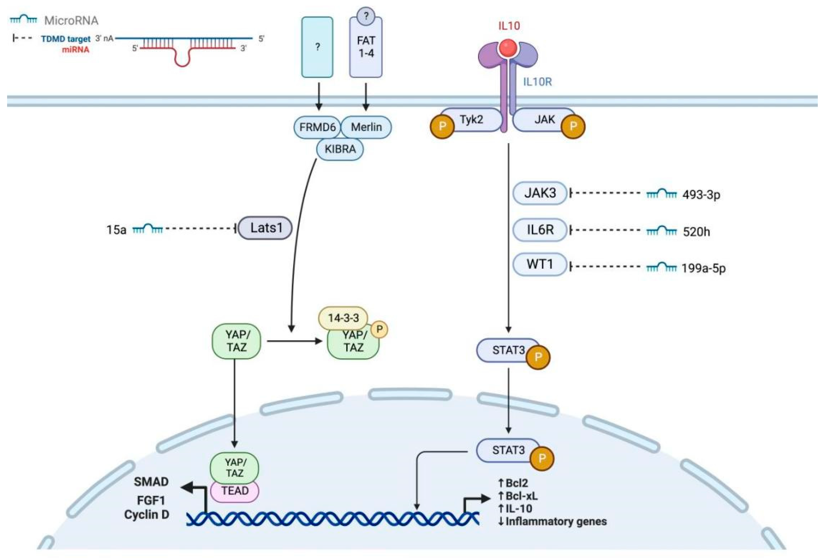 Genes 17 00121 g002 Genes 17 00121 g002