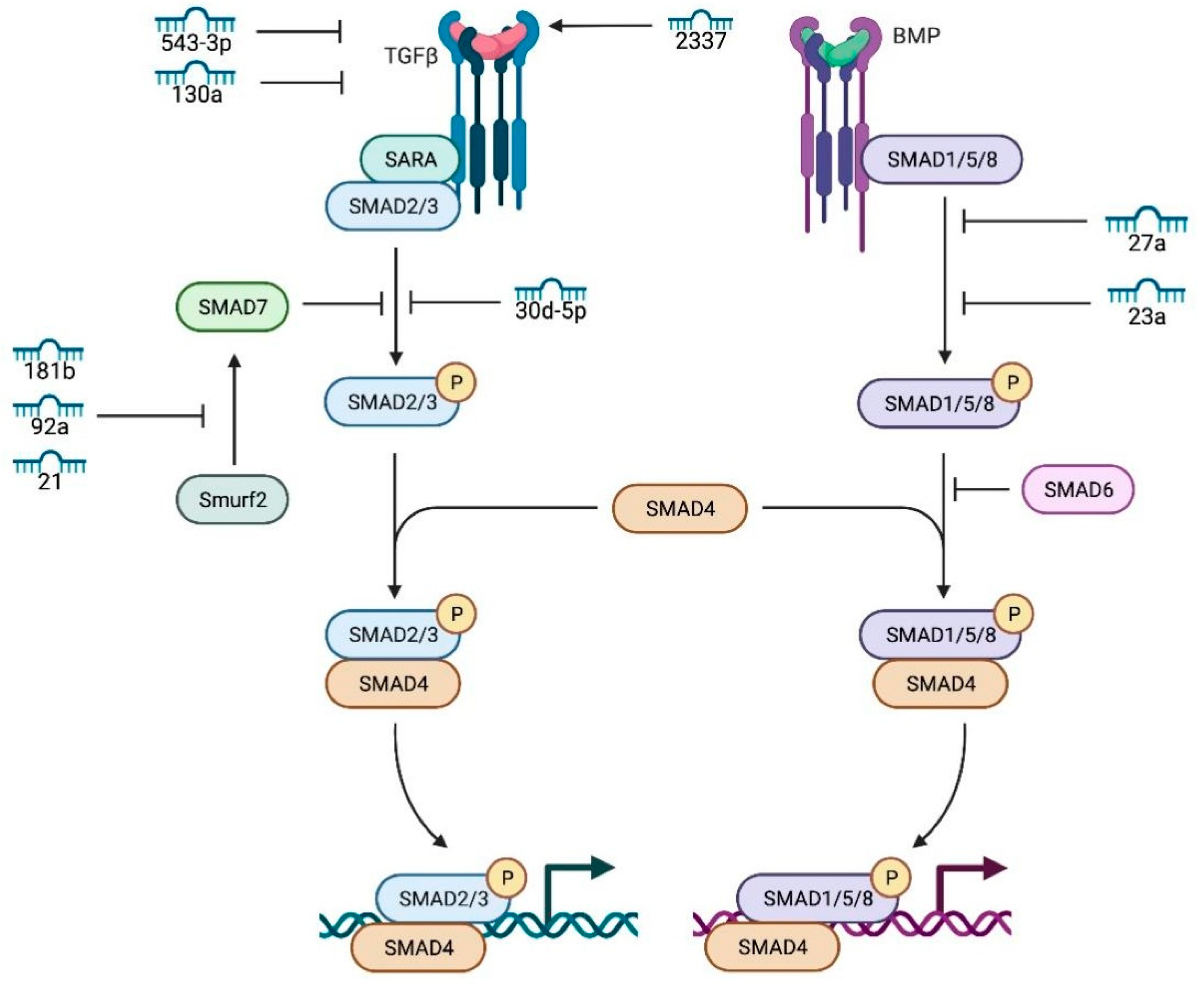 Genes 17 00121 g004 Genes 17 00121 g004