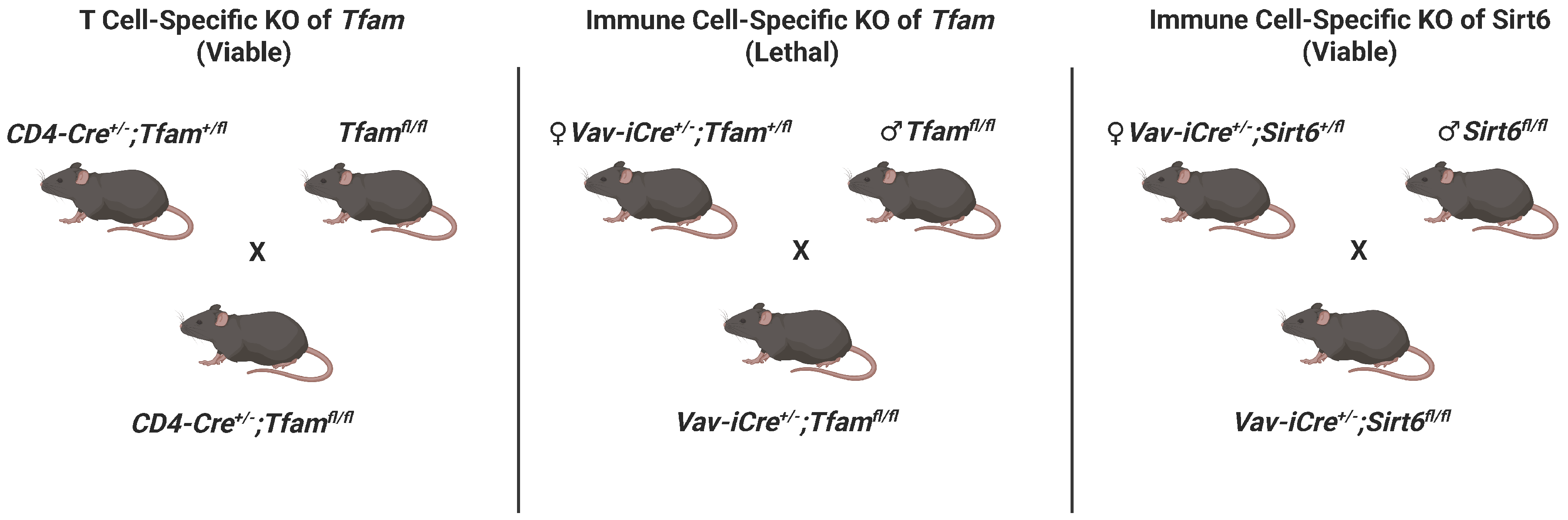 Genes 17 00255 g001