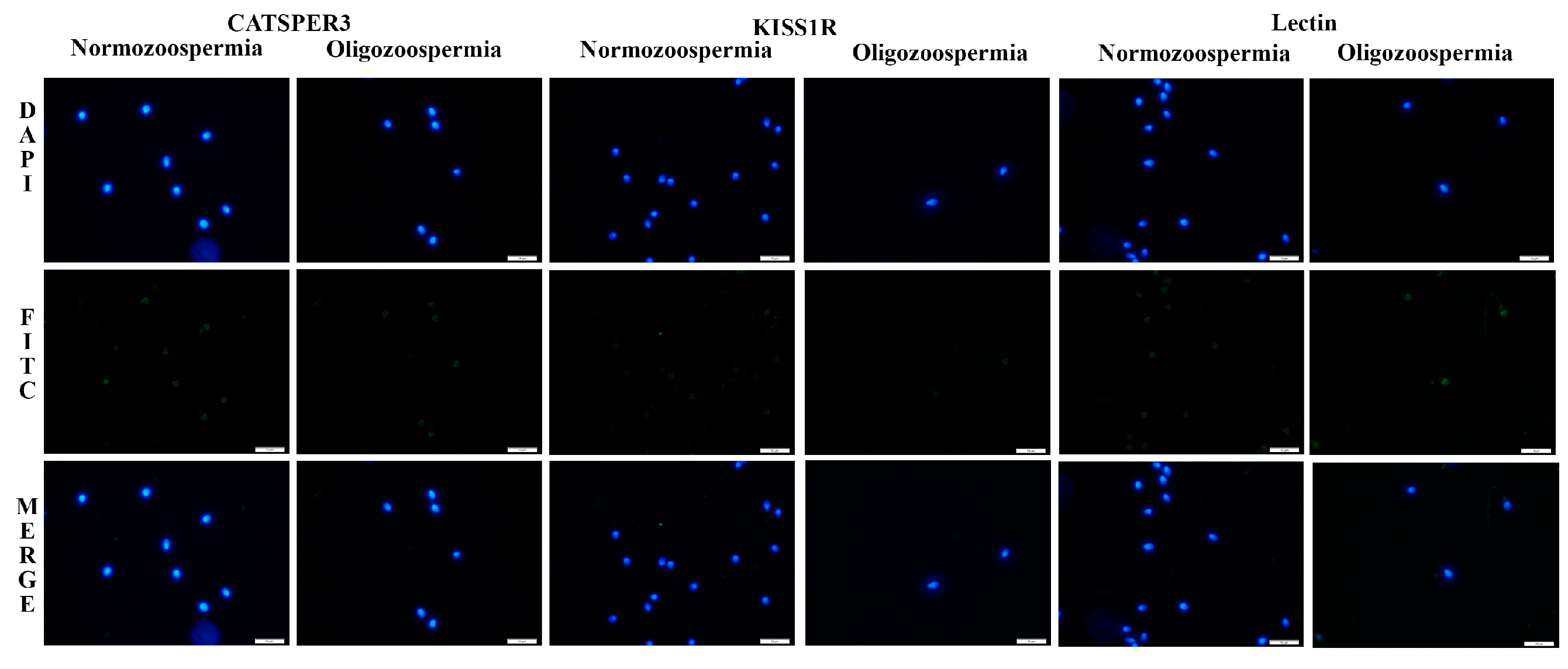 Genes 17 00266 g002 Genes 17 00266 g002