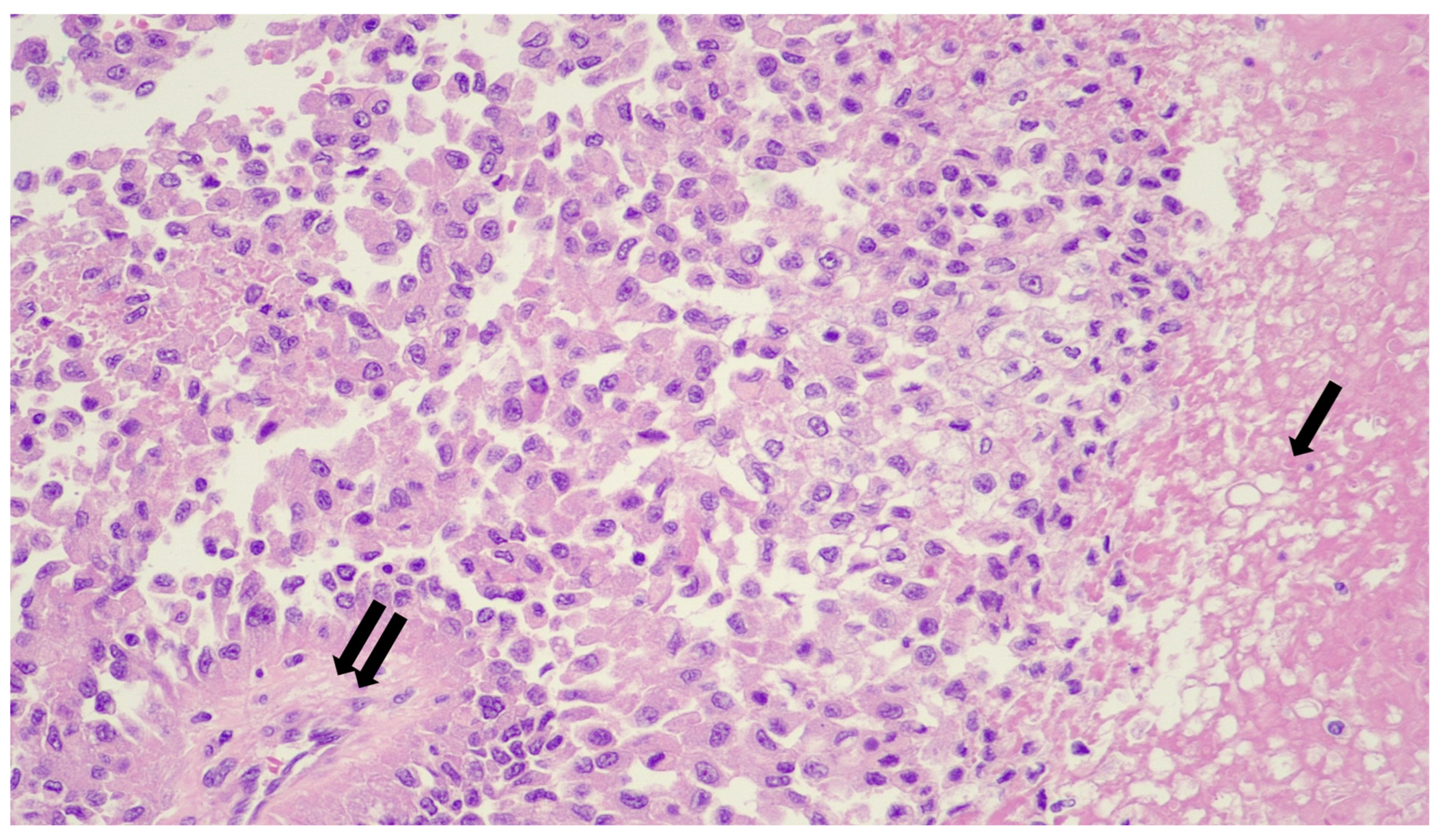 Genes 17 00340 g001 Genes 17 00340 g001