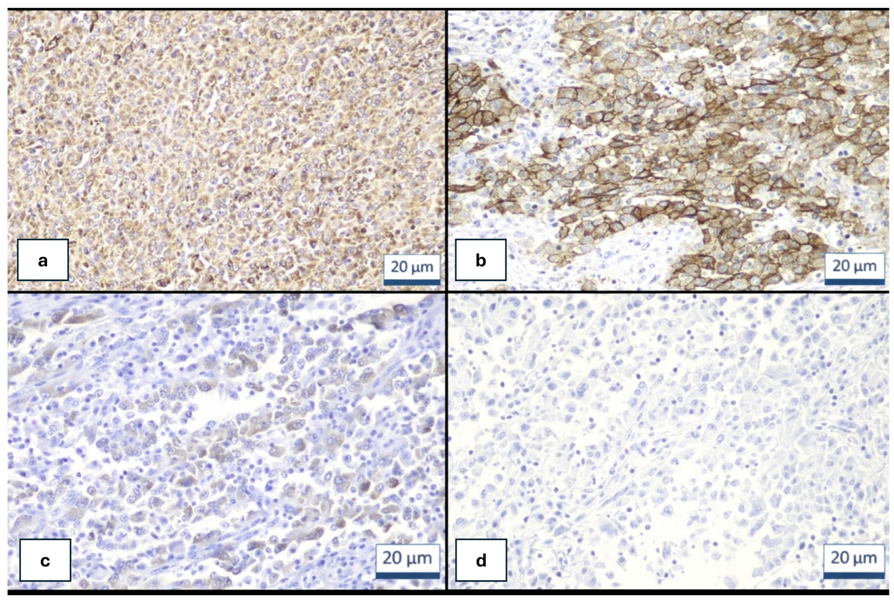 Genes 17 00340 g002 Genes 17 00340 g002