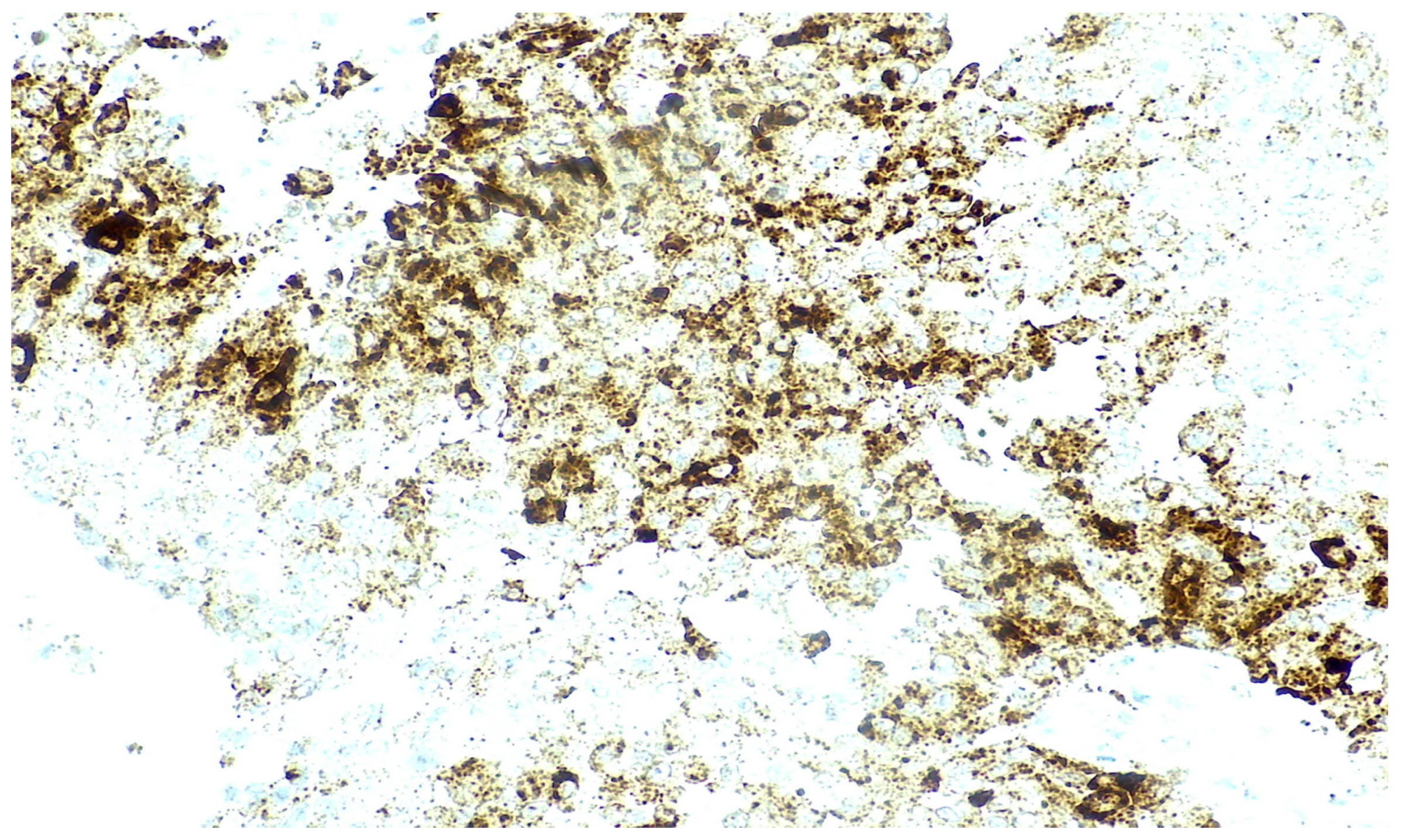 Genes 17 00340 g003 Genes 17 00340 g003