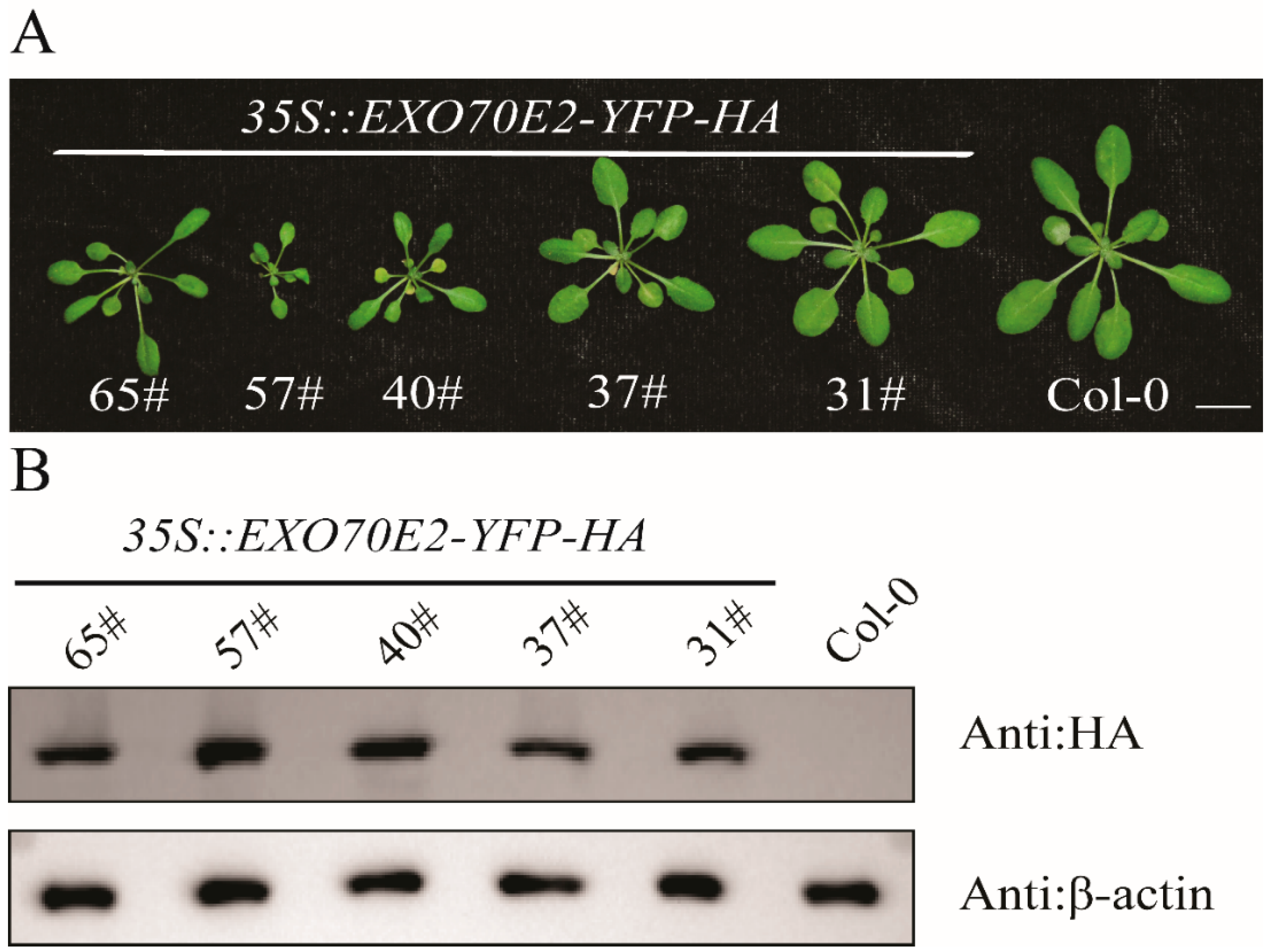 Genes 17 00347 g001 Genes 17 00347 g001