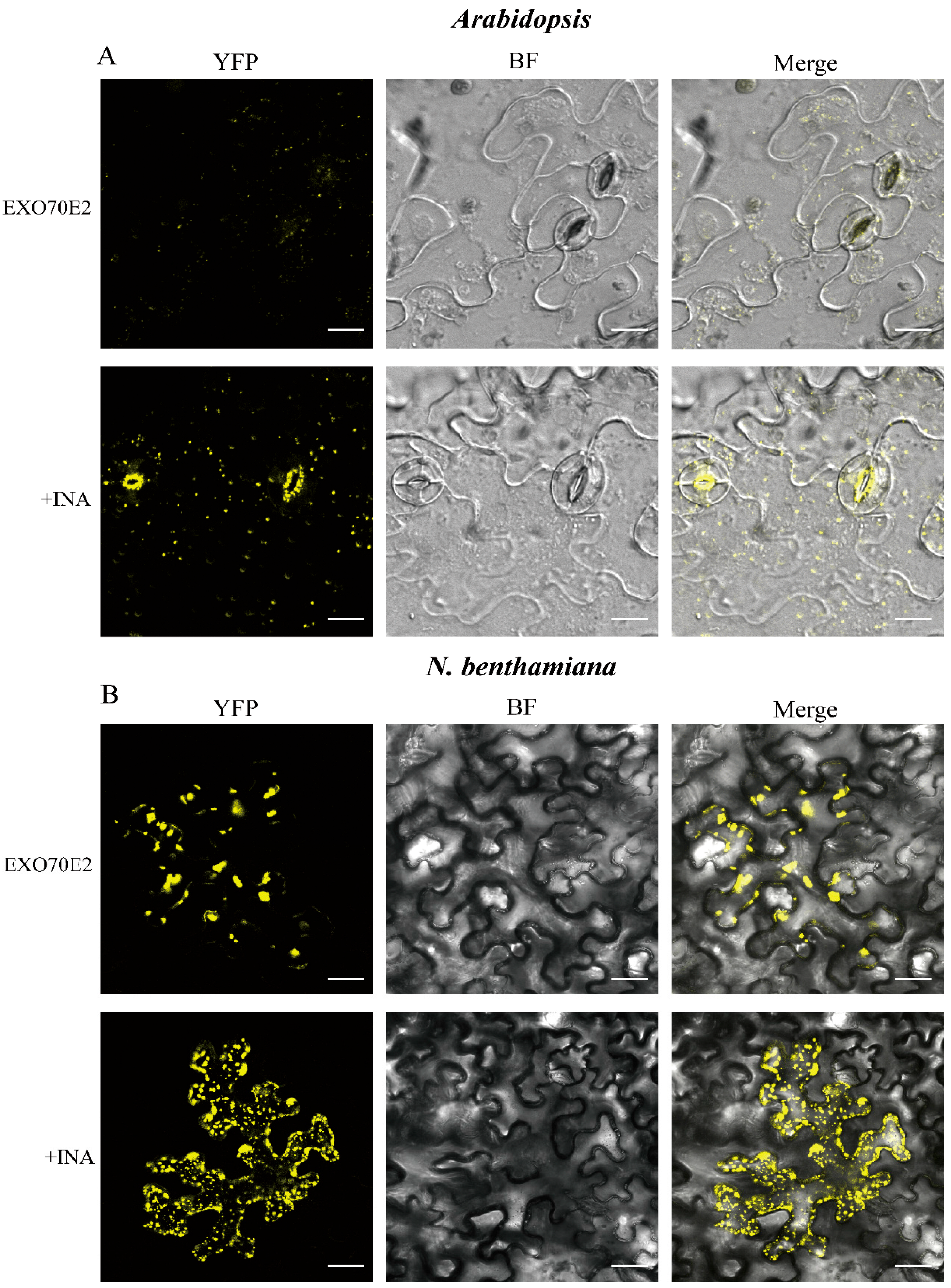Genes 17 00347 g002 Genes 17 00347 g002