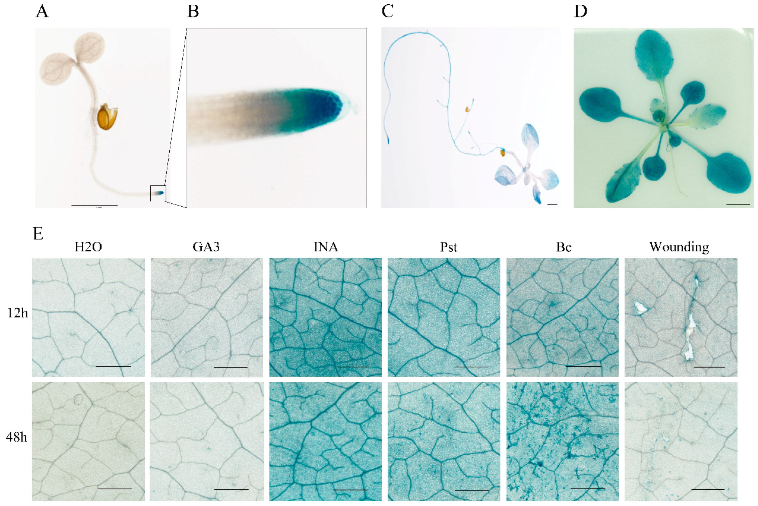 Genes 17 00347 g003 Genes 17 00347 g003