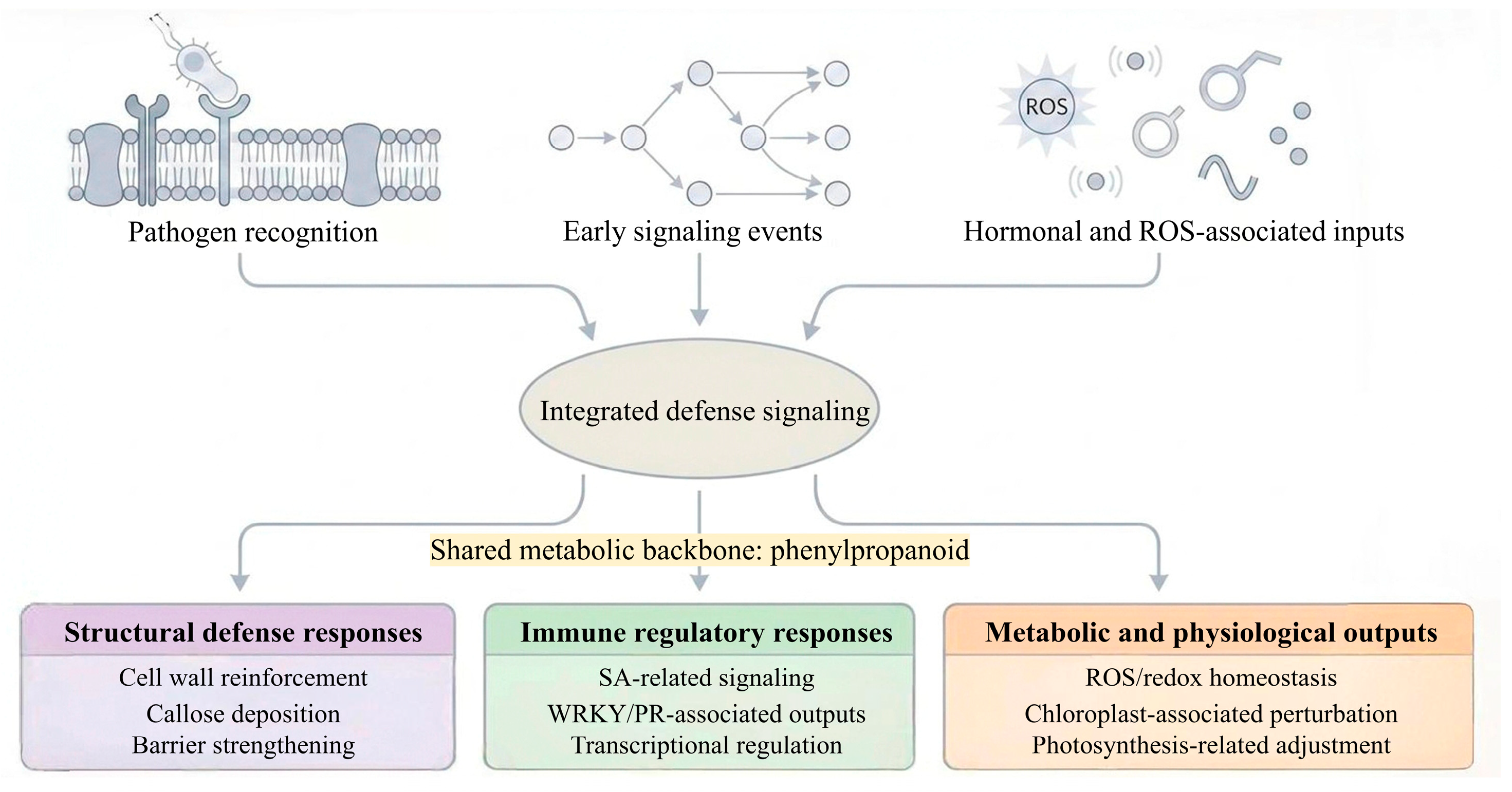 Genes 17 00522 g002 Genes 17 00522 g002