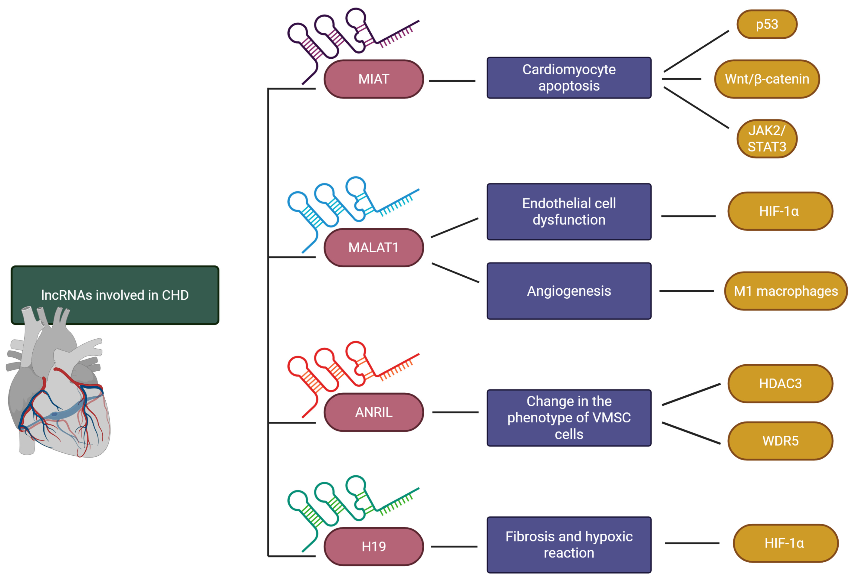 Genes 17 00807 g003 Genes 17 00807 g003