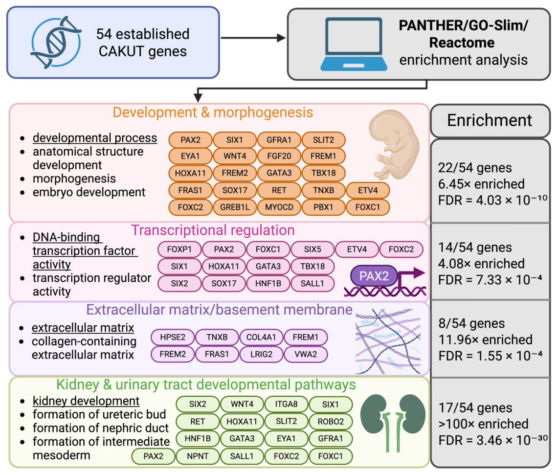 Genes 17 00867 g003 Genes 17 00867 g003