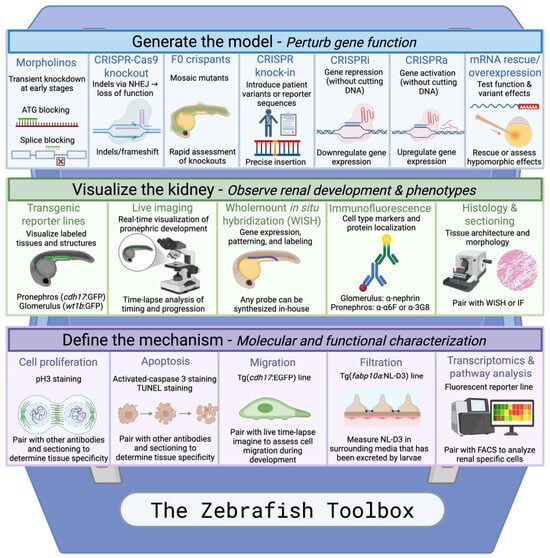 Genes 17 00867 g004