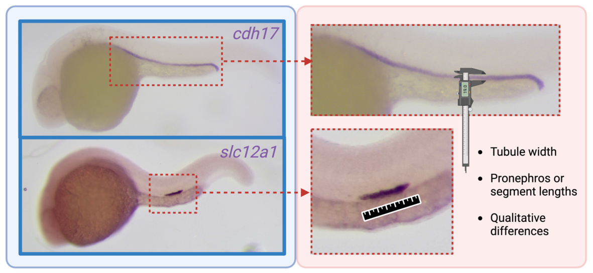 Genes 17 00867 g005 Genes 17 00867 g005