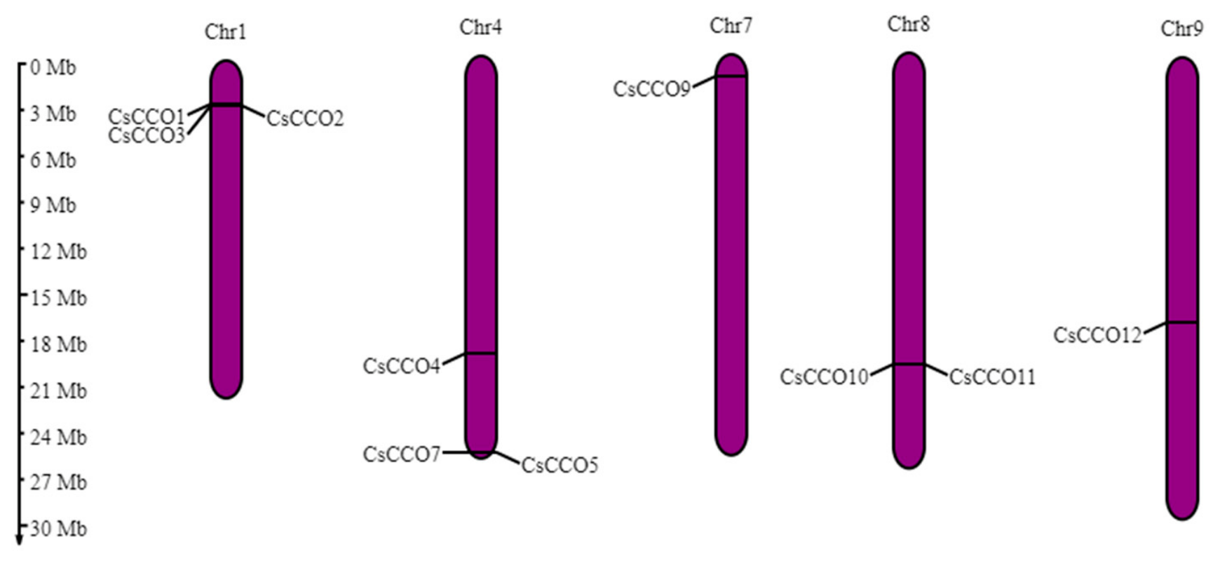 Genes 17 00903 g001 Genes 17 00903 g001