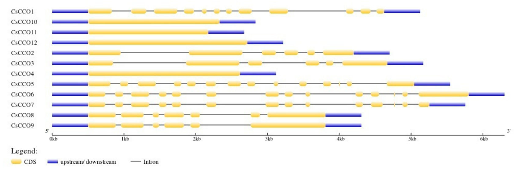 Genes 17 00903 g007 Genes 17 00903 g007