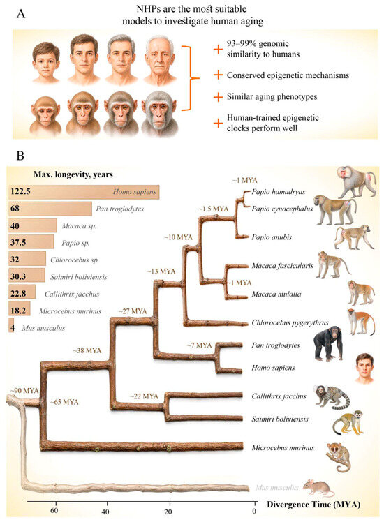 Genes 17 00905 g001