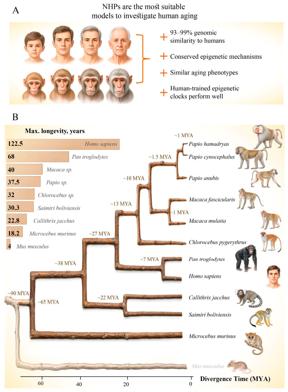 Genes 17 00905 g001