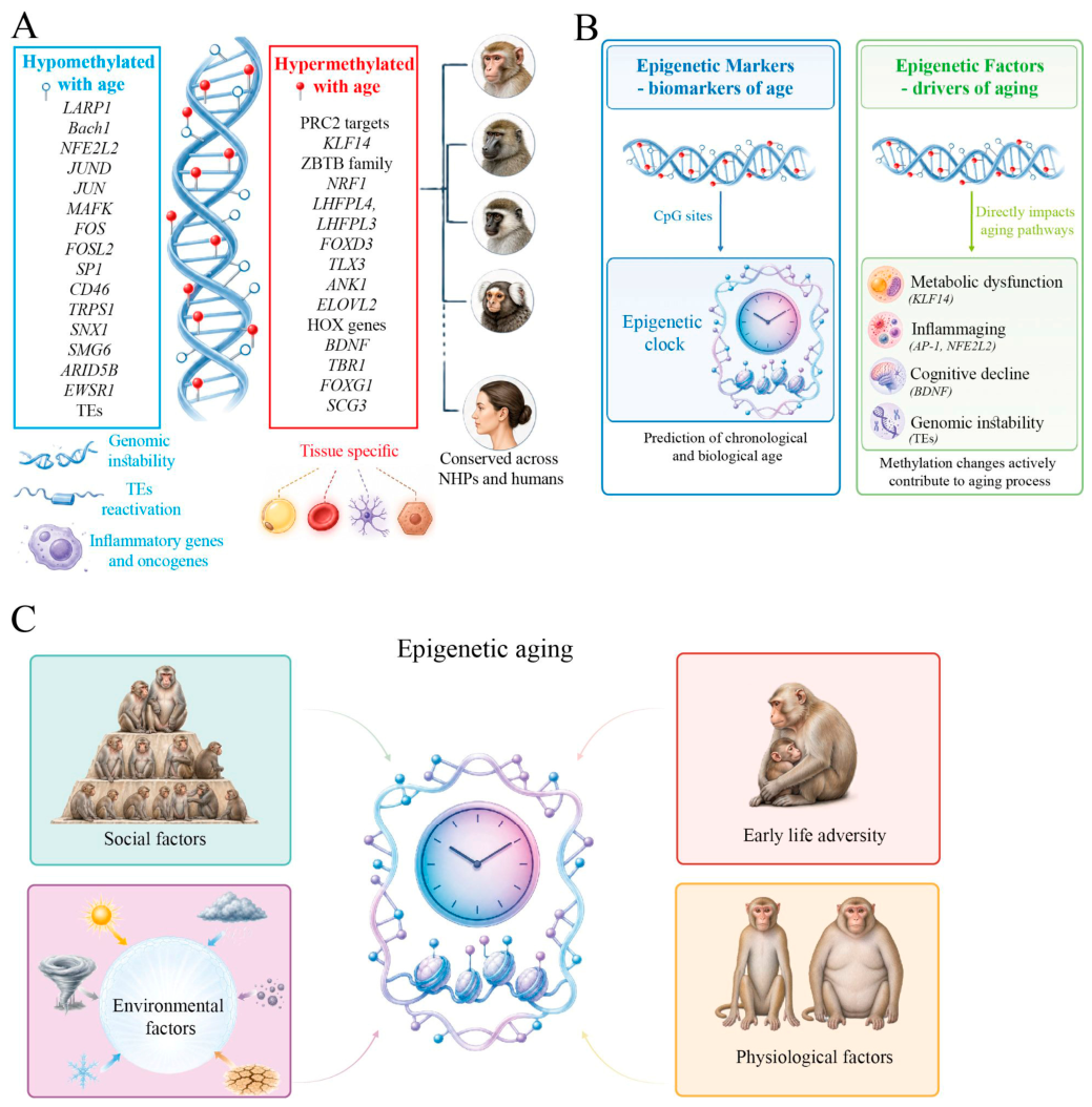 Genes 17 00905 g002