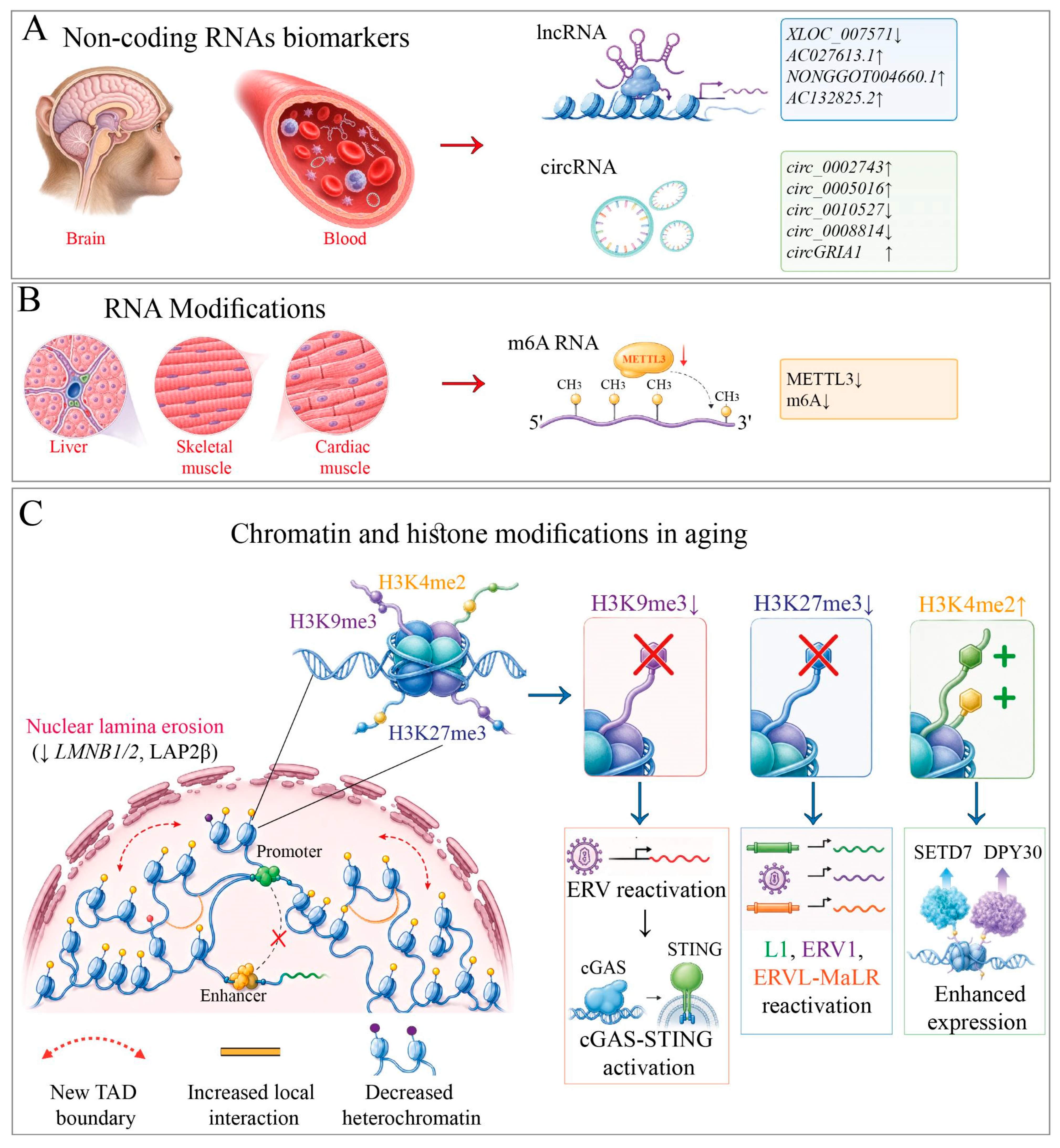 Genes 17 00905 g003