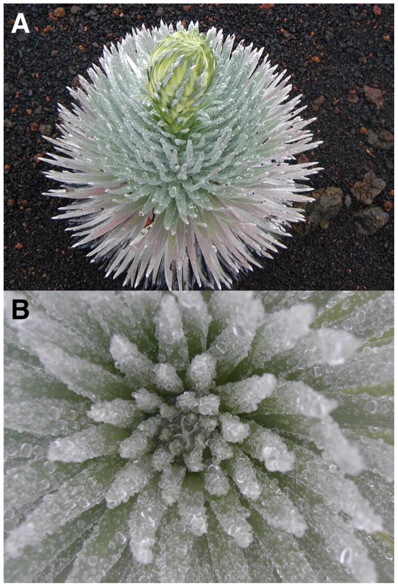 Geographies 05 00013 g032