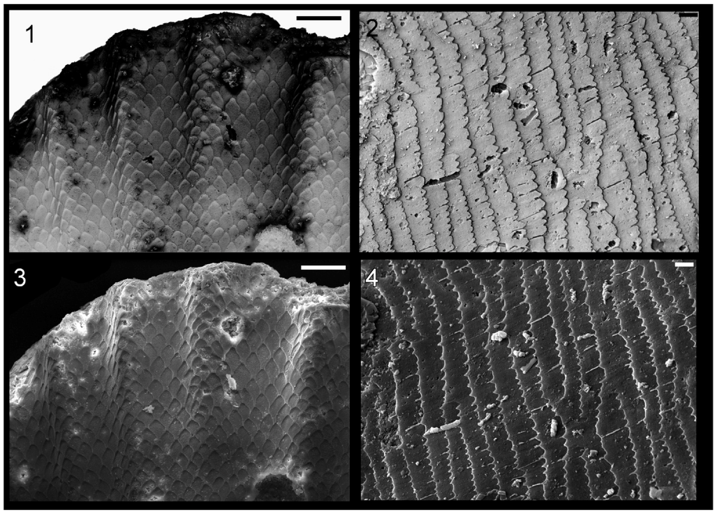 Geosciences 03 00001 g008 1024
