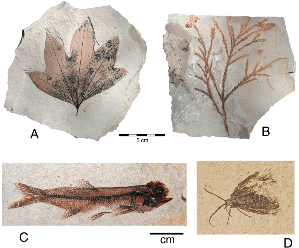 Geosciences 05 00243 g002 1024