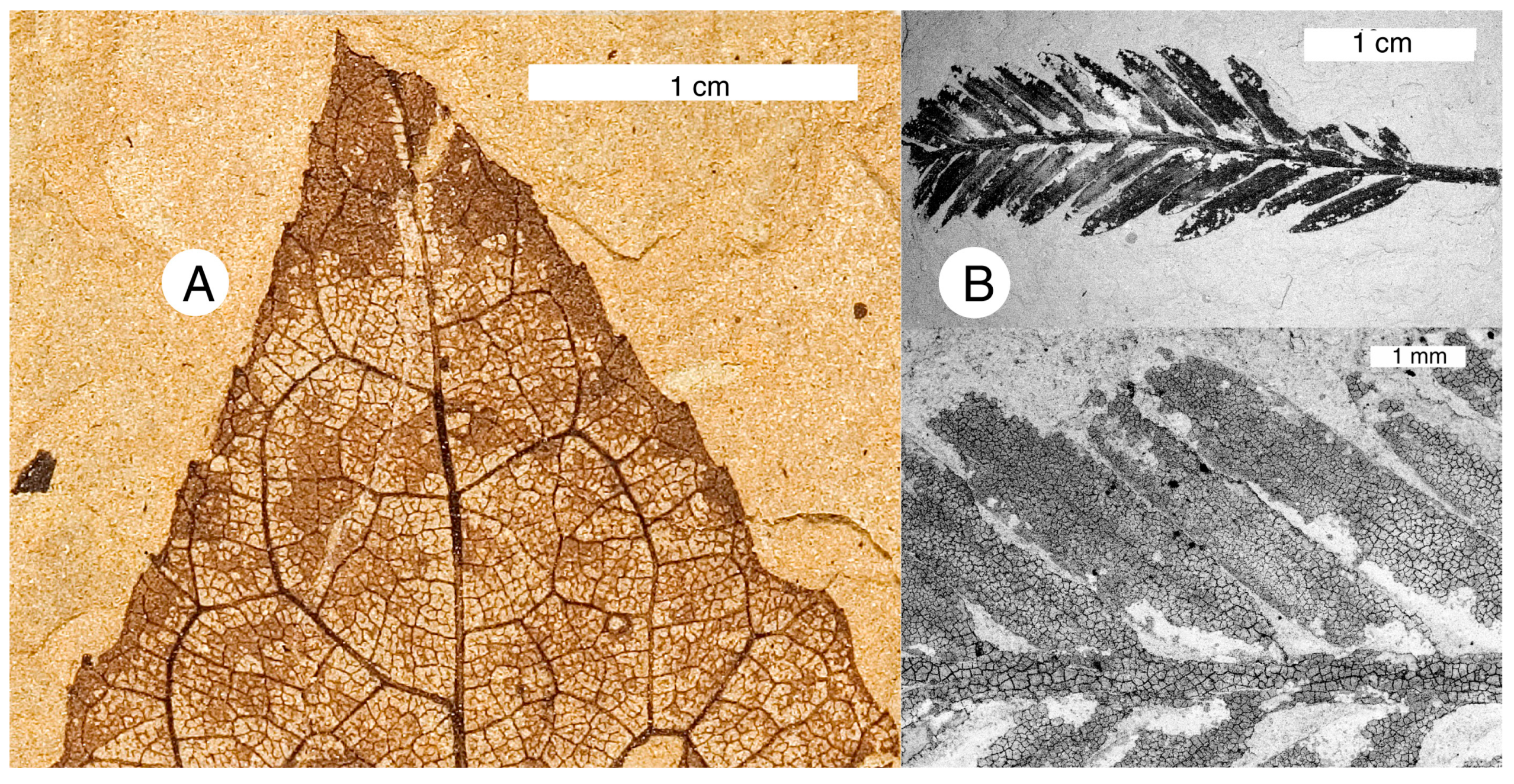 Geosciences 05 00243 g013