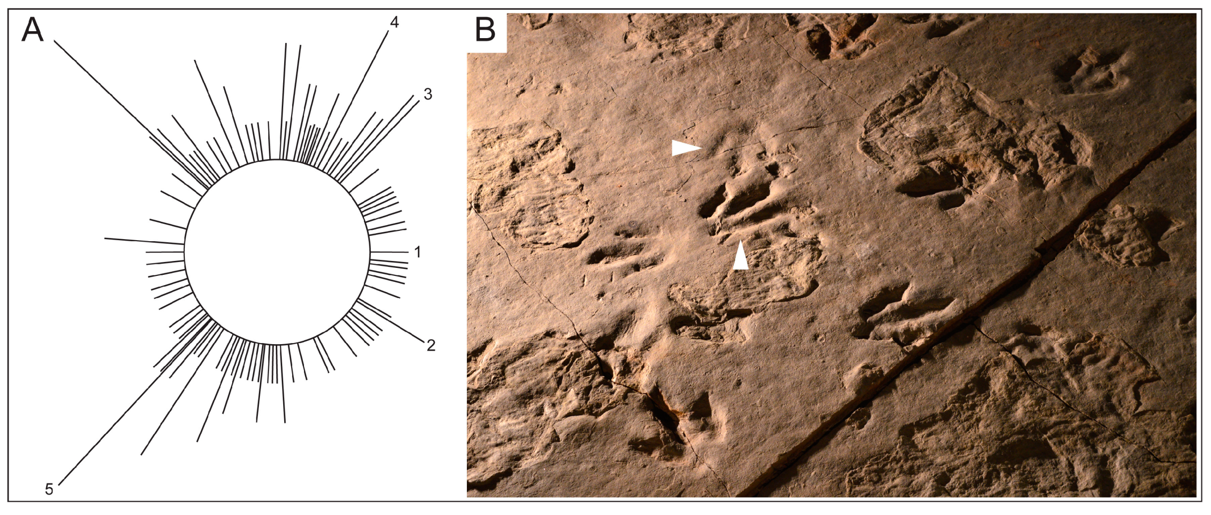 Geosciences 07 00013 g005