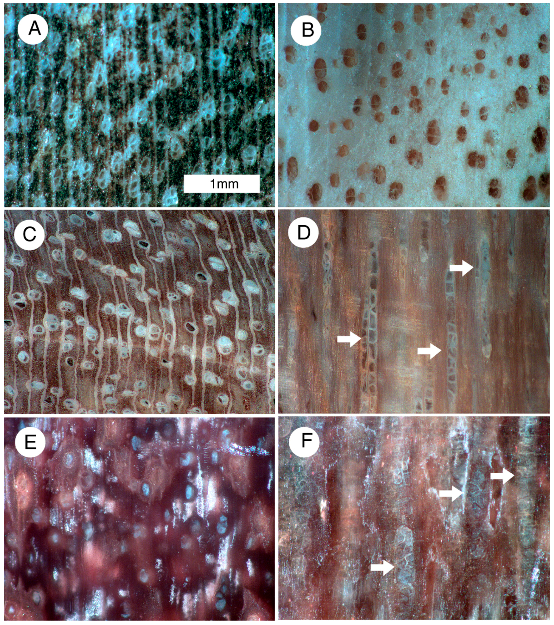 Geosciences 07 00023 g008