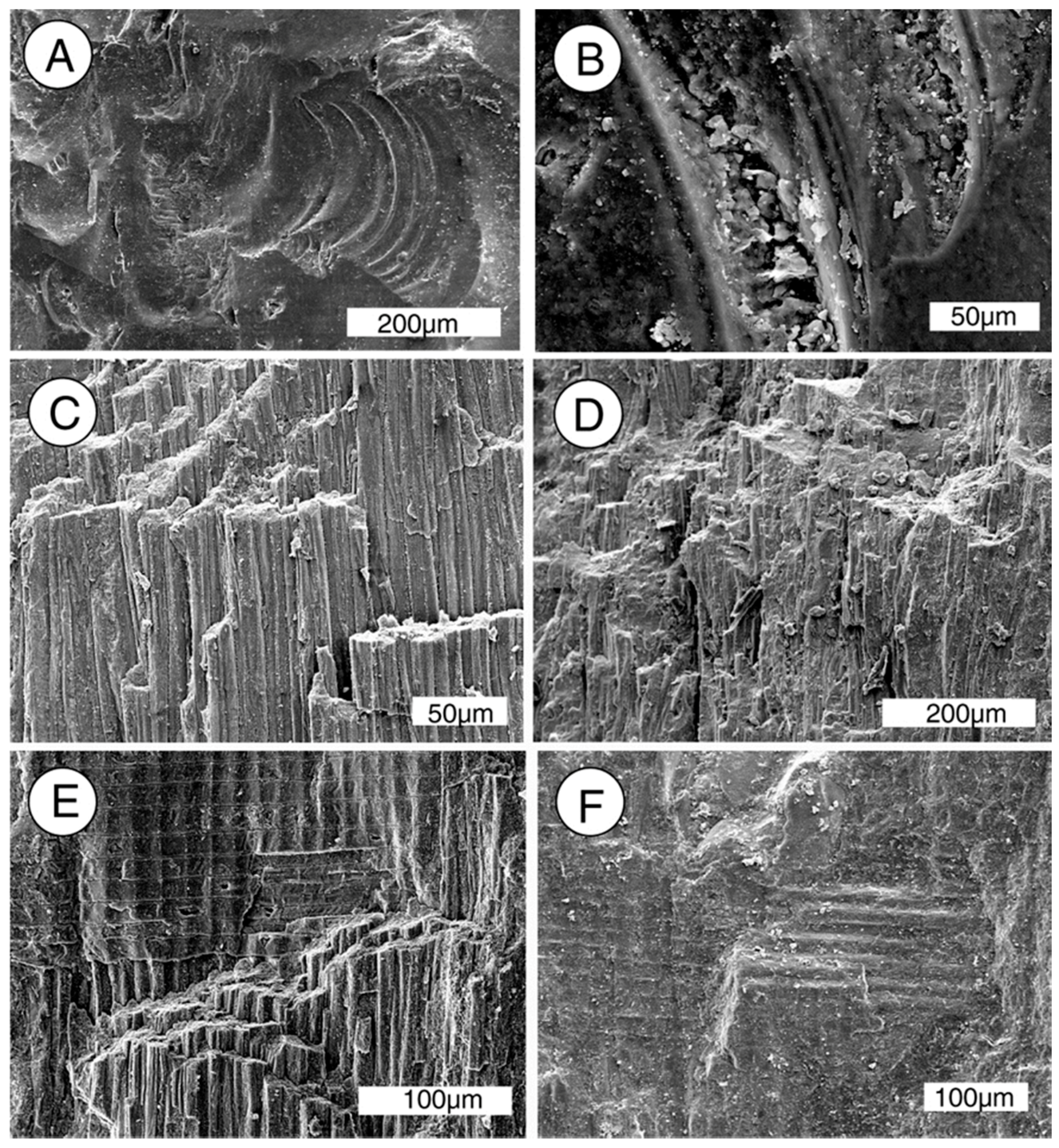 Geosciences 07 00023 g010