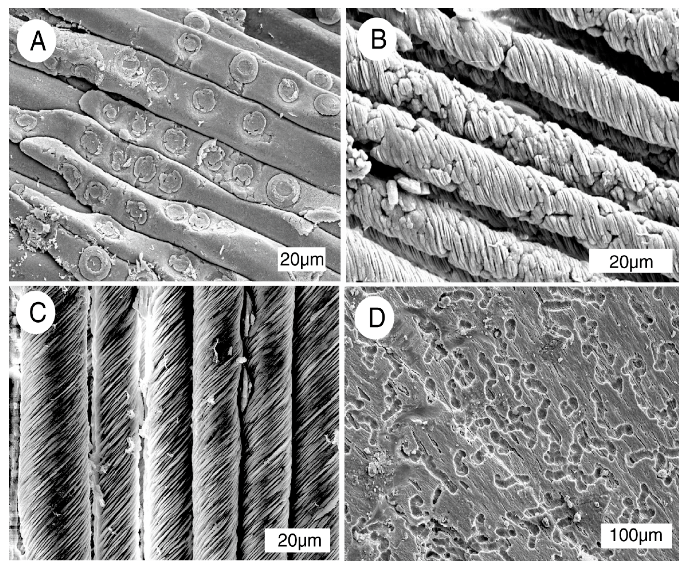 Geosciences 07 00082 g012