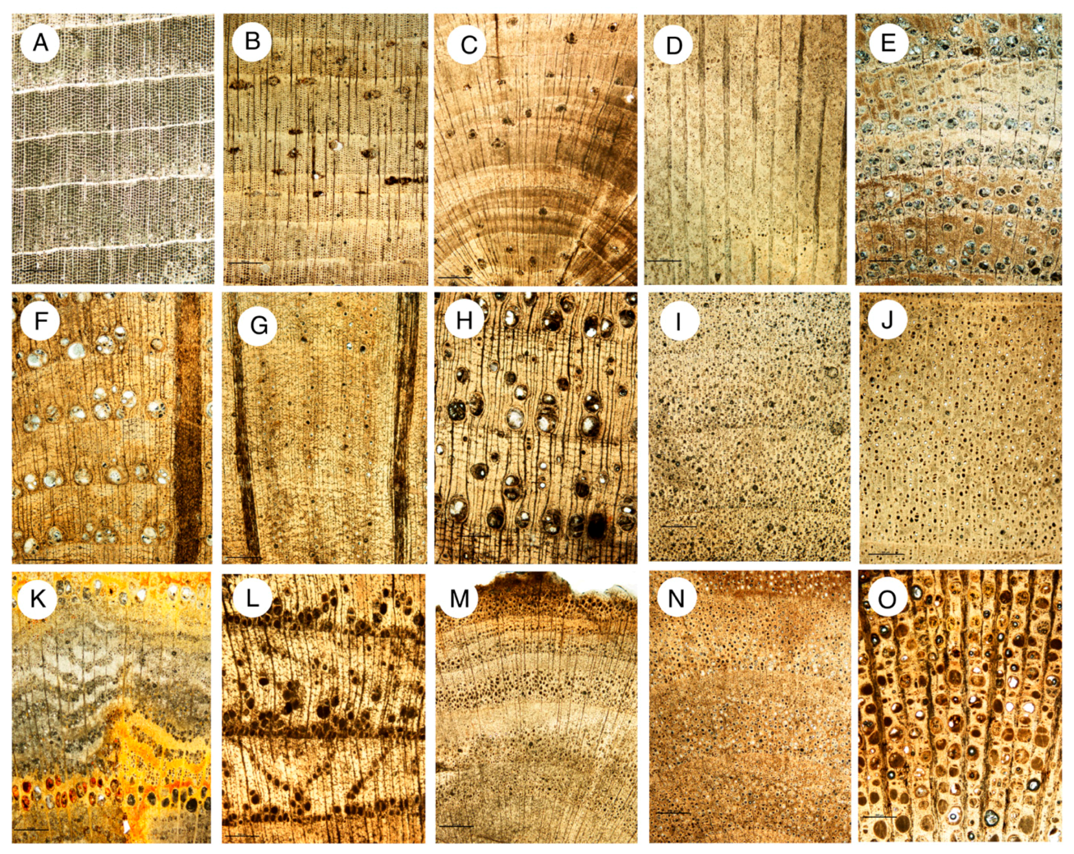 Geosciences 07 00082 g013