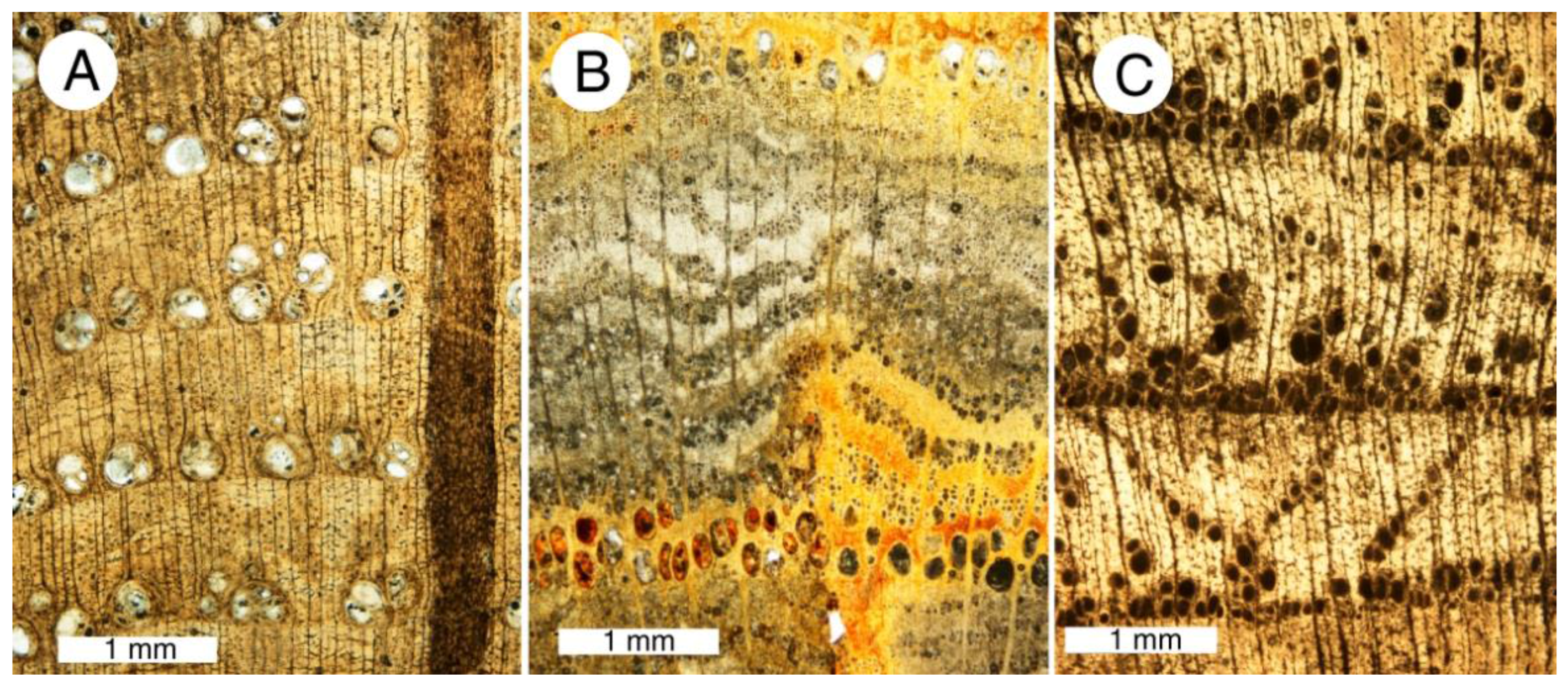 Geosciences 08 00085 g006