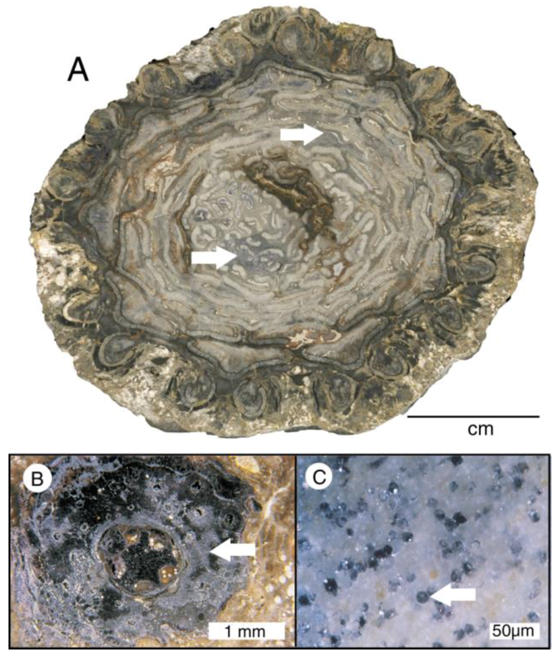 Geosciences 08 00085 g026