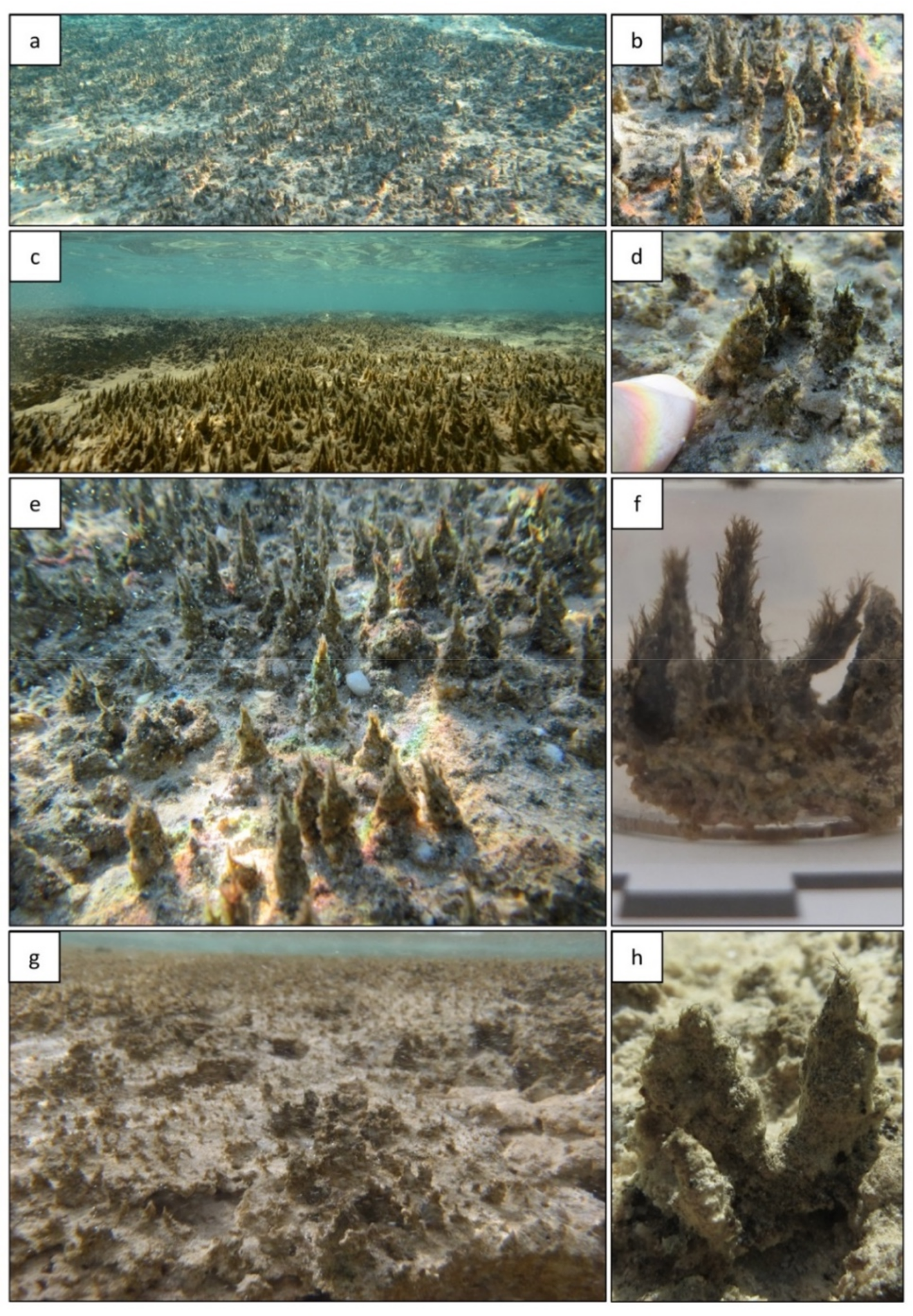 Geosciences 08 00212 g002 Geosciences 08 00212 g002