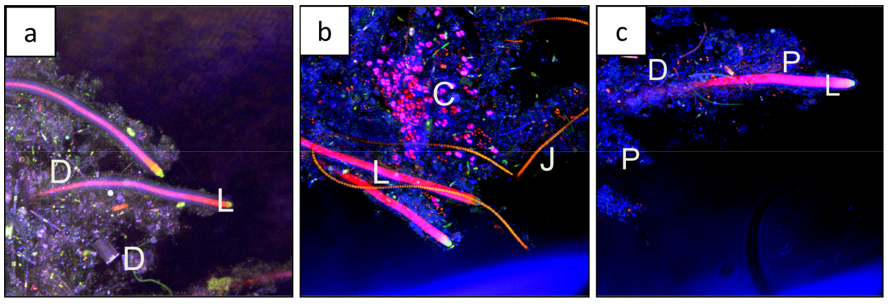 Geosciences 08 00212 g008 Geosciences 08 00212 g008