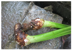 Geosciences 08 00277 i001